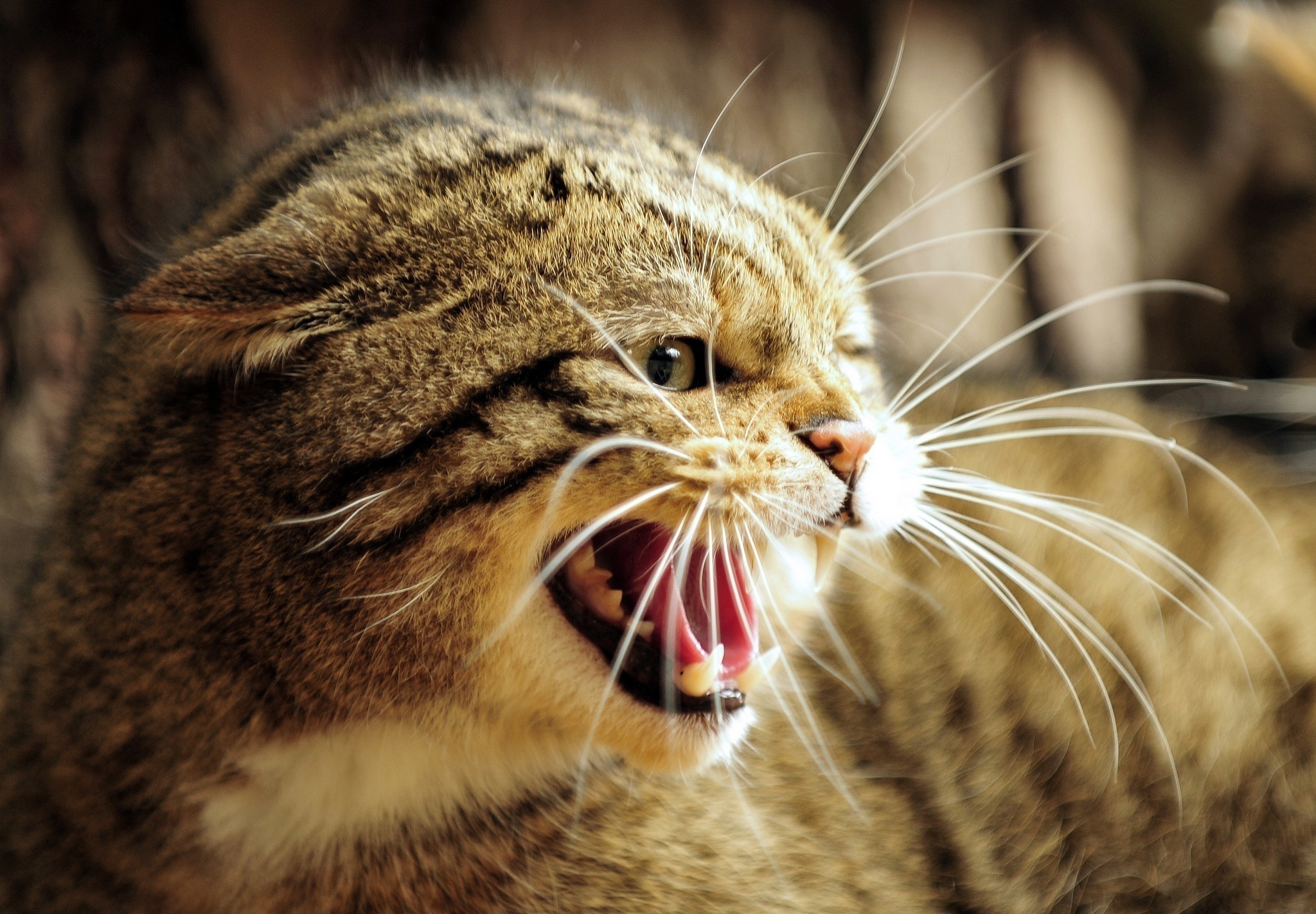 120267 download wallpaper animals, grin, muzzle, fangs, to fall, mouth, wild cat, wildcat, anger, rage, european forest cat screensavers and pictures for free