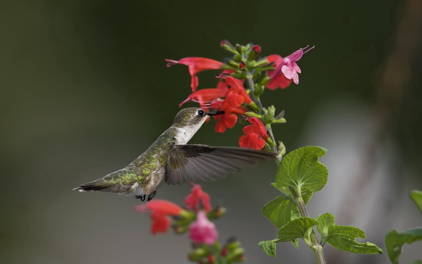 Humming Birds HD Android Wallpapers