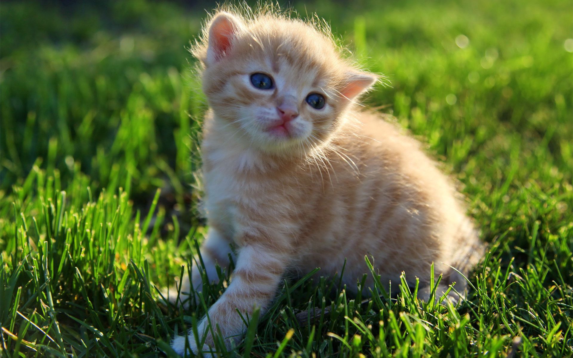 kitty, animals, grass, sit, fluffy, kitten
