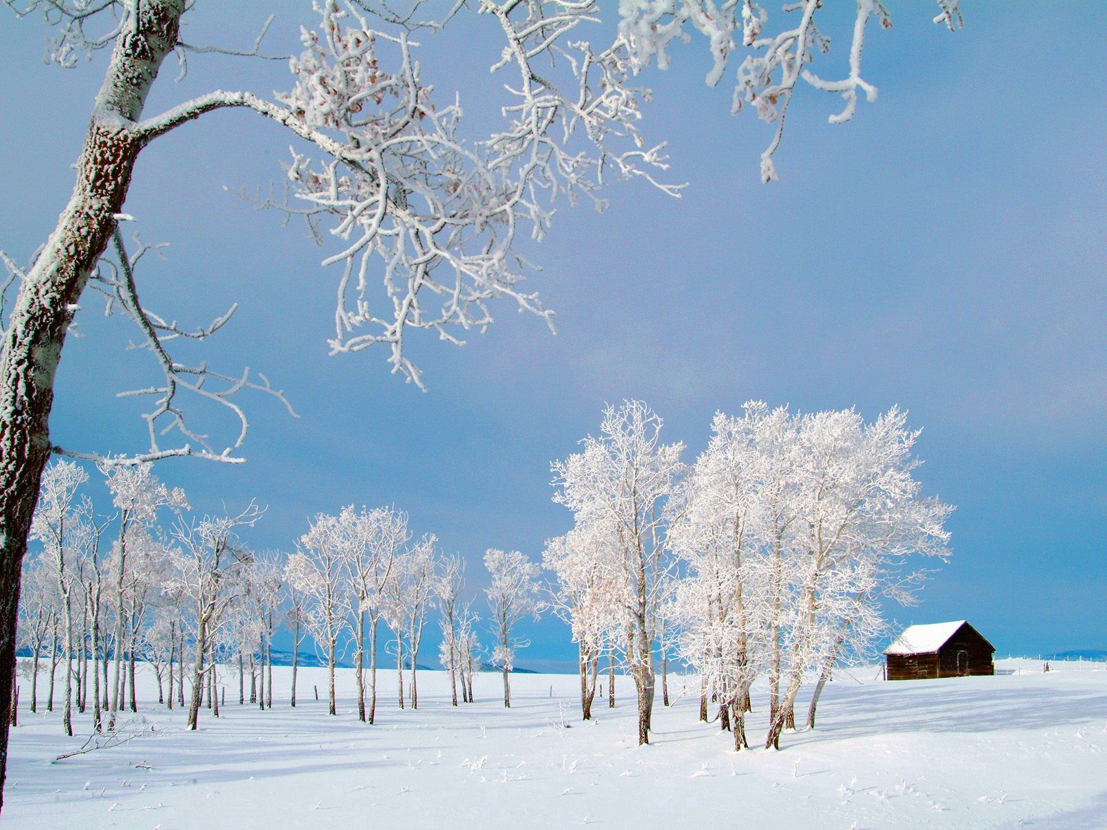 手機的97395屏保和壁紙小木屋。 免費下載 性质, 冬天, 树, 雪 圖片