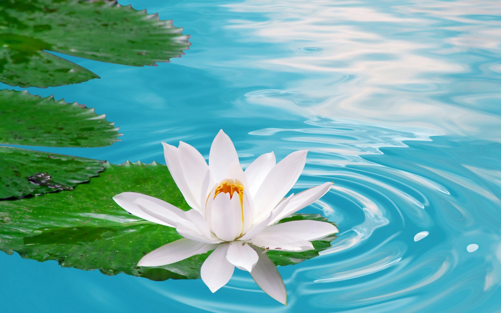 Lotus, hay còn gọi là sen, là biểu tượng của sự tinh khiết và kiên cường. Hãy tải các hình nền tuyệt đẹp về sen để trang trí cho thiết bị của bạn.