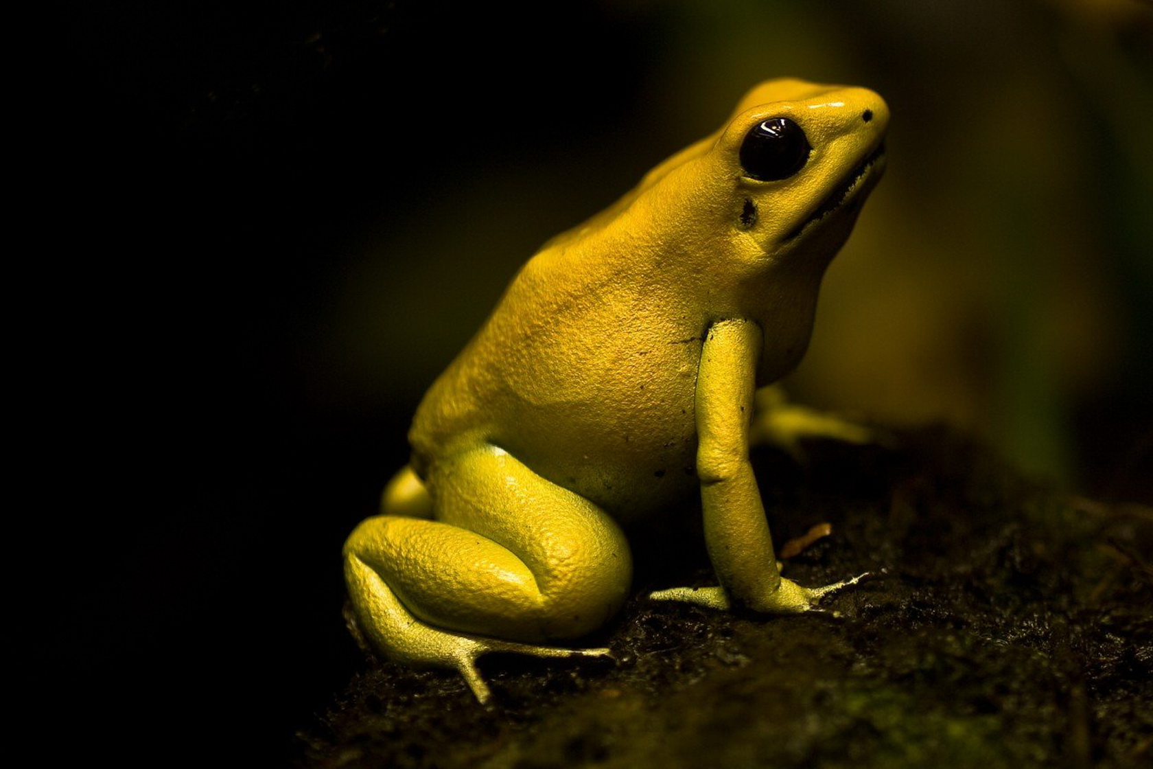 Ужасный листолаз (phyllobates terribilis)