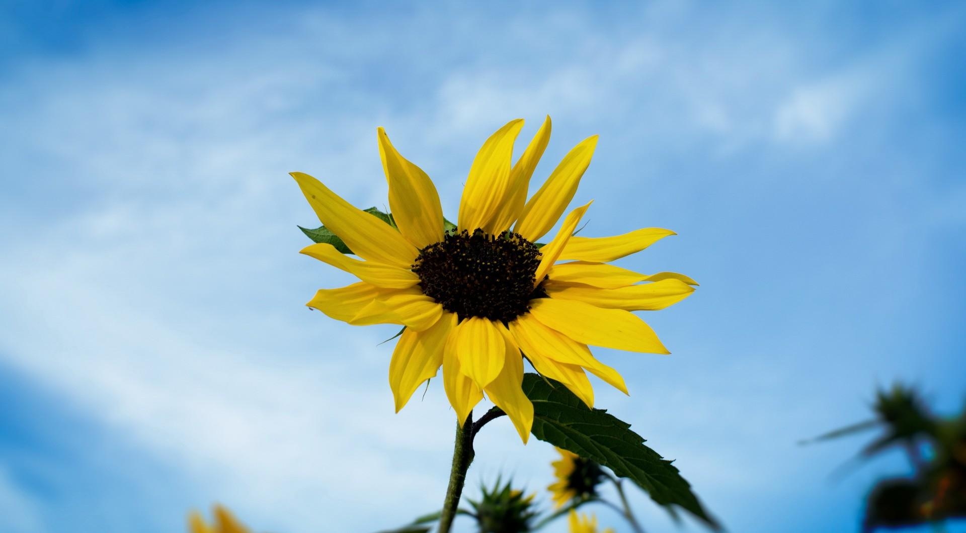 field, smooth, sunflower, sky Blur HQ Background Images