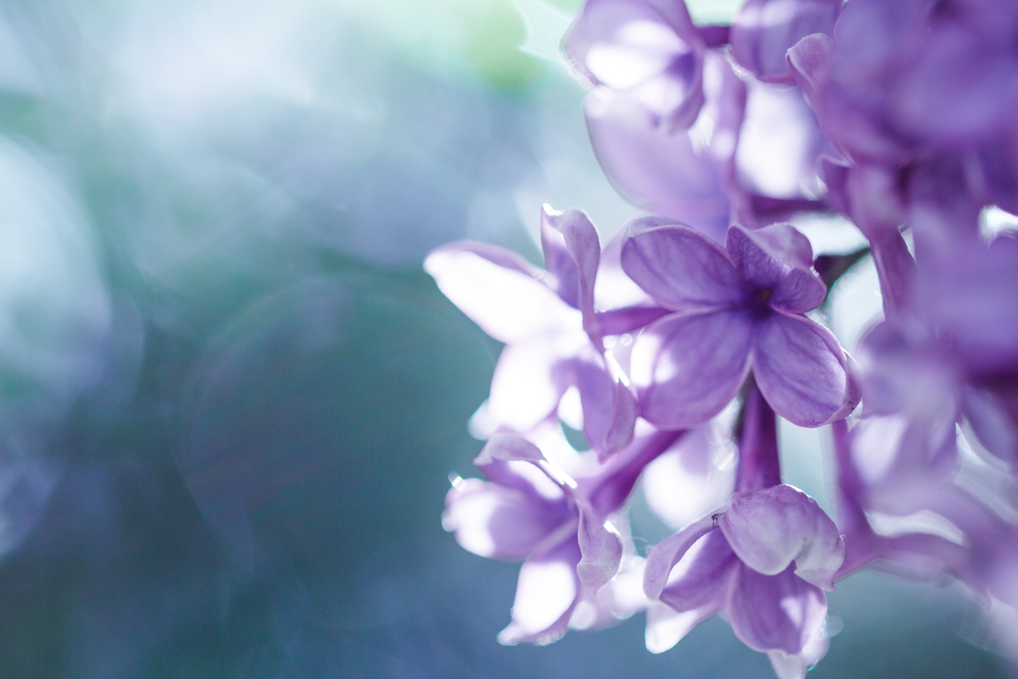 143670 Hintergrundbilder und Lilac Bilder auf dem Desktop. Laden Sie unschärfe, blütenblätter, glatt, makro Bildschirmschoner kostenlos auf den PC herunter