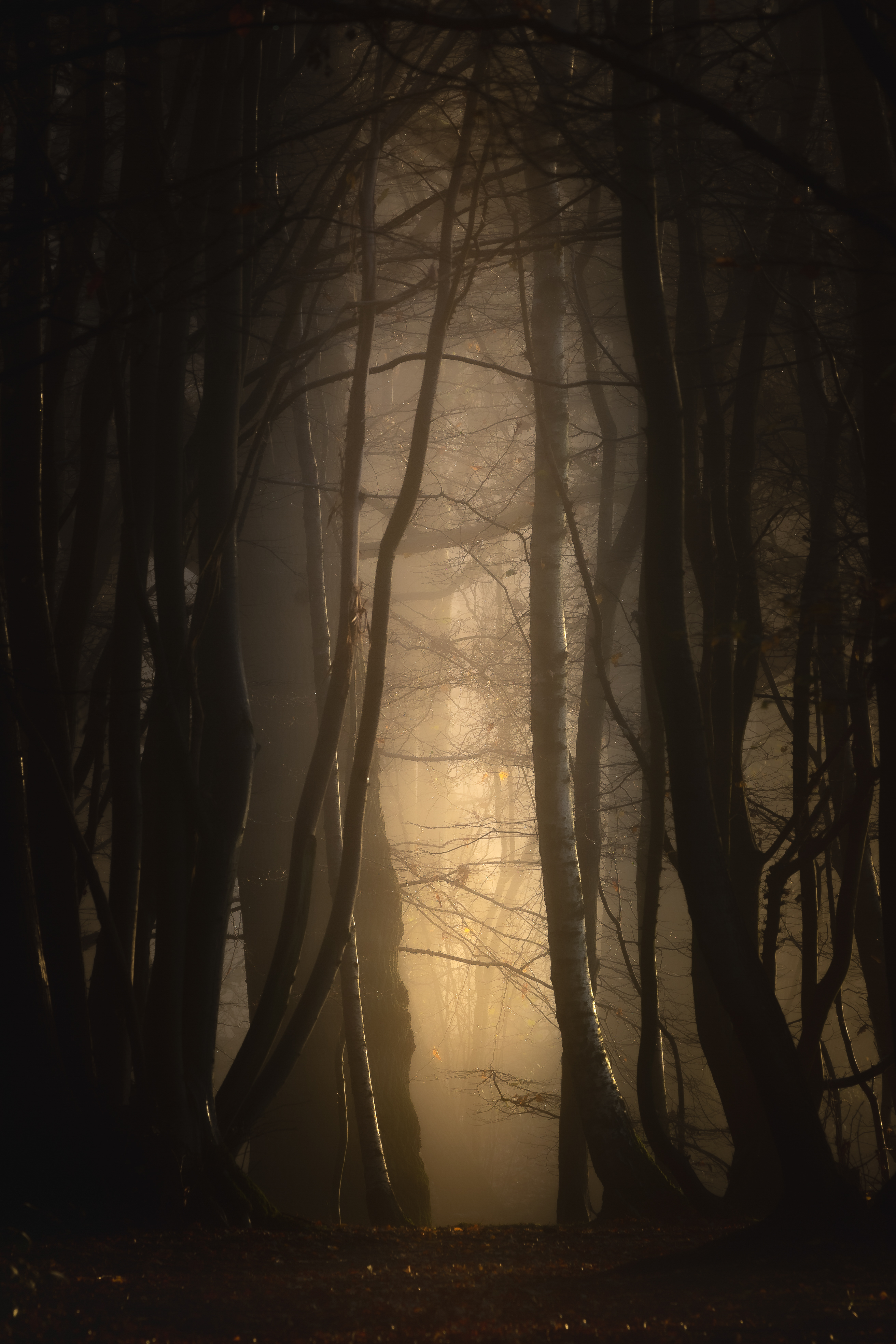darkness, trees, nature, twilight, forest, fog, dusk HD wallpaper
