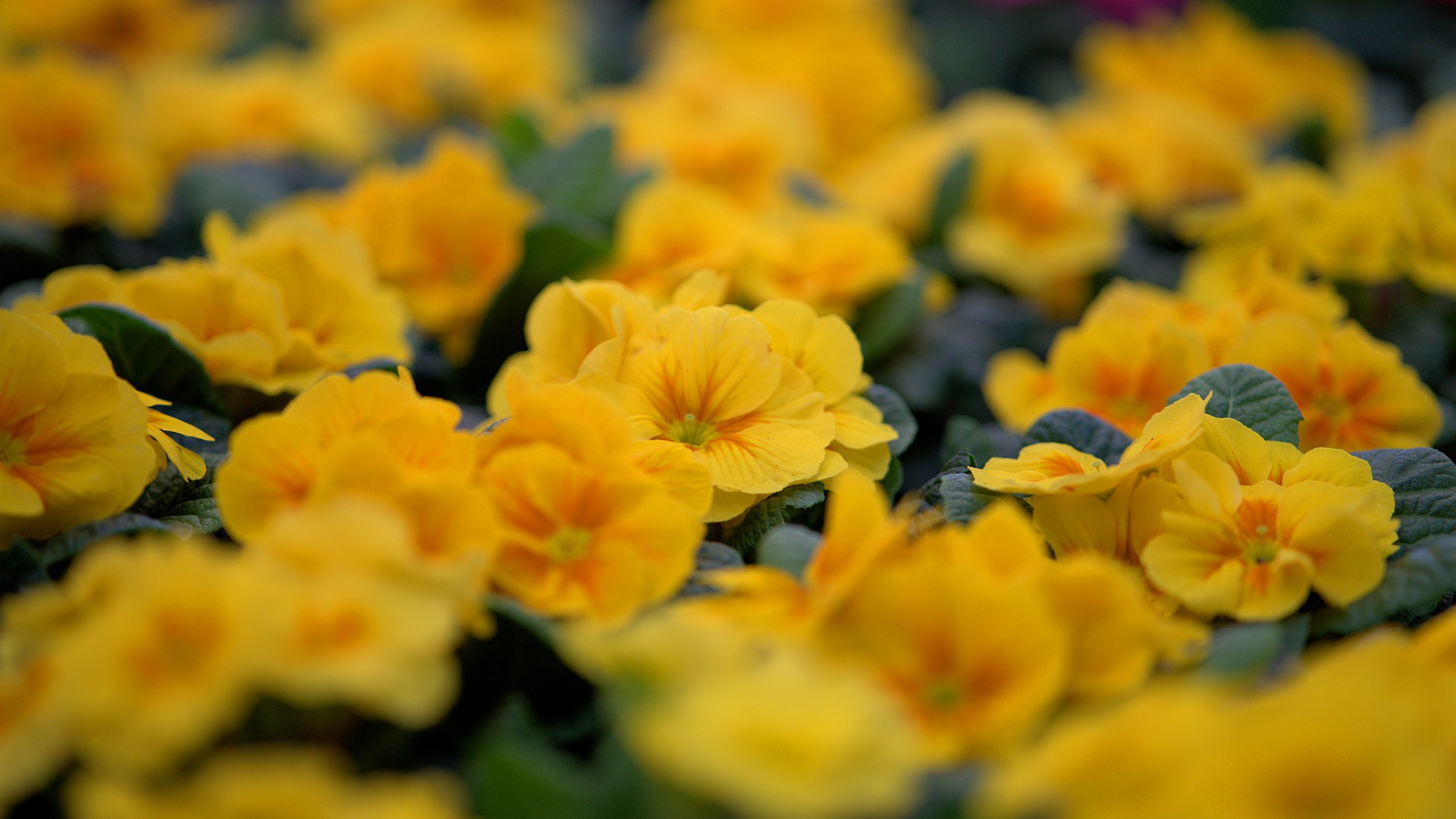 earth, primrose, flower, yellow flower Smartphone Background