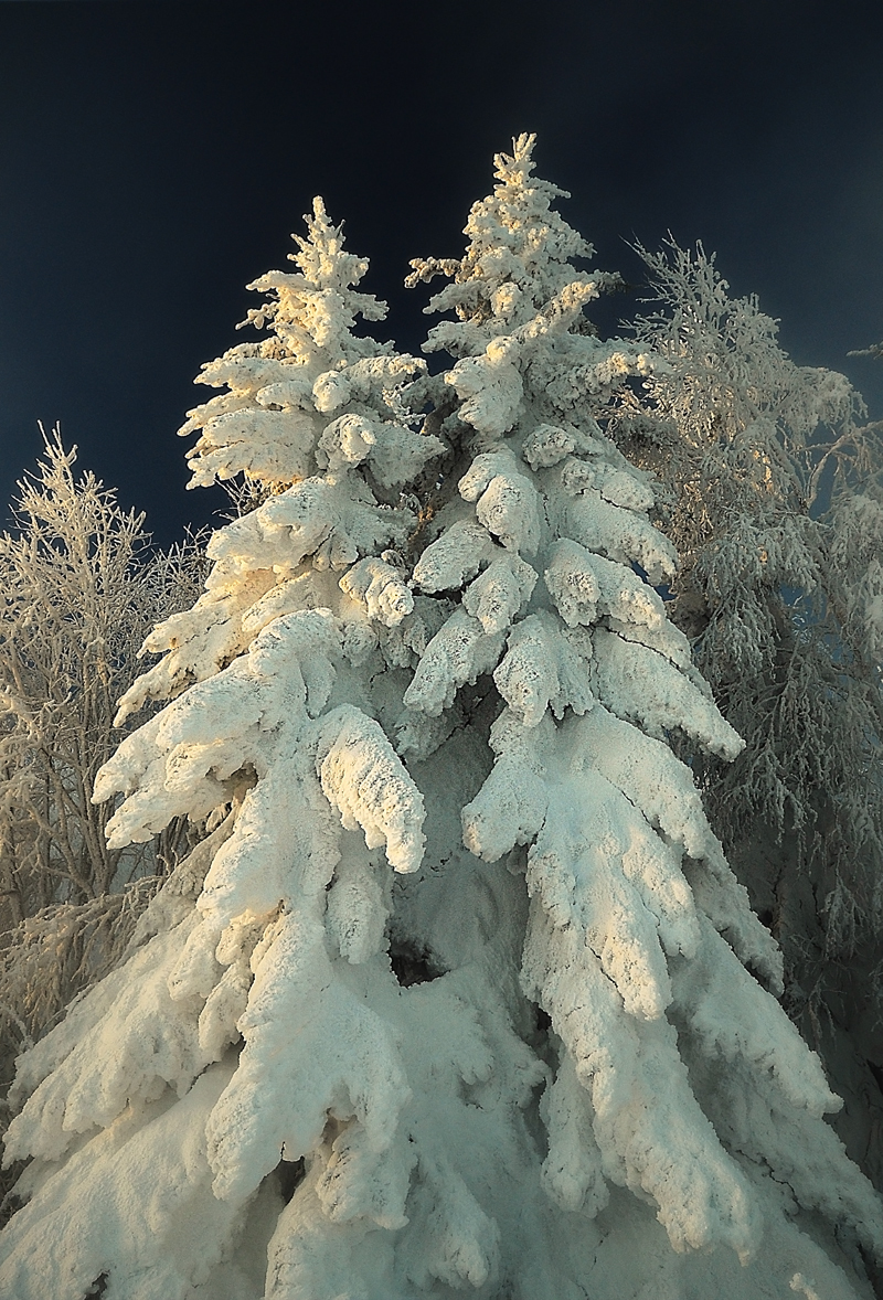 22631 Заставки и Обои Зима на телефон. Скачать елки, снег, деревья, растения картинки бесплатно