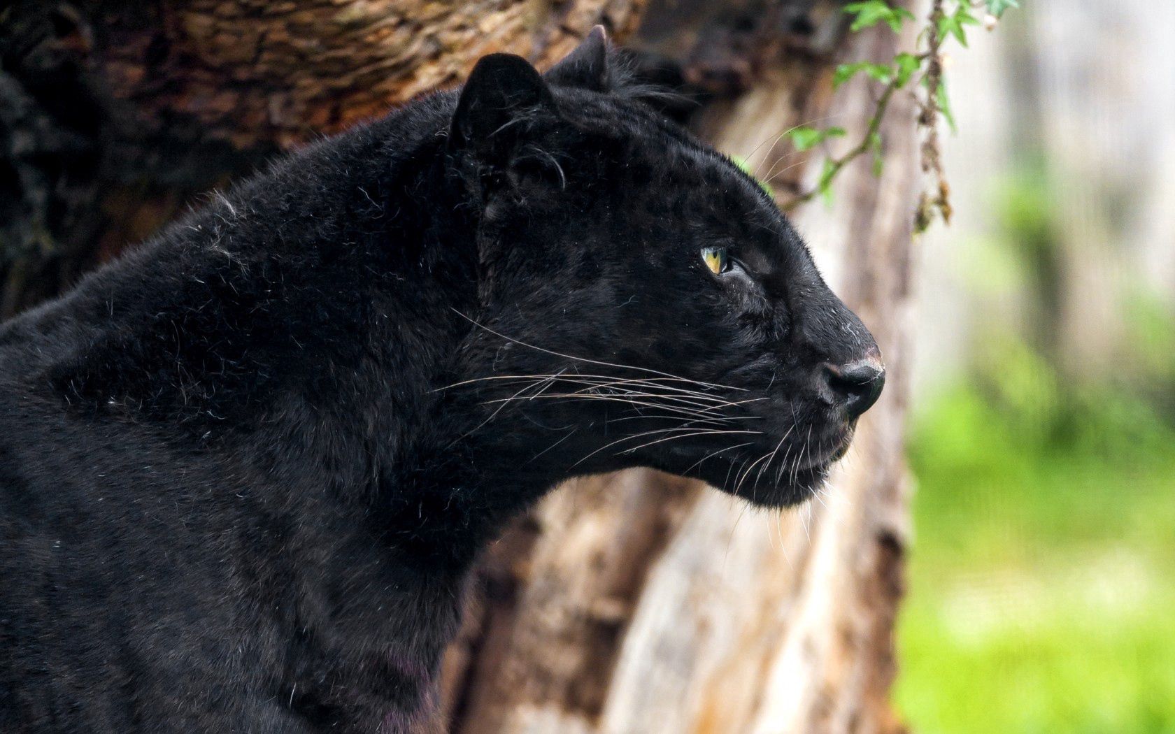54075 Bild herunterladen tiere, raubtier, predator, große katze, big cat, profil, panther - Hintergrundbilder und Bildschirmschoner kostenlos