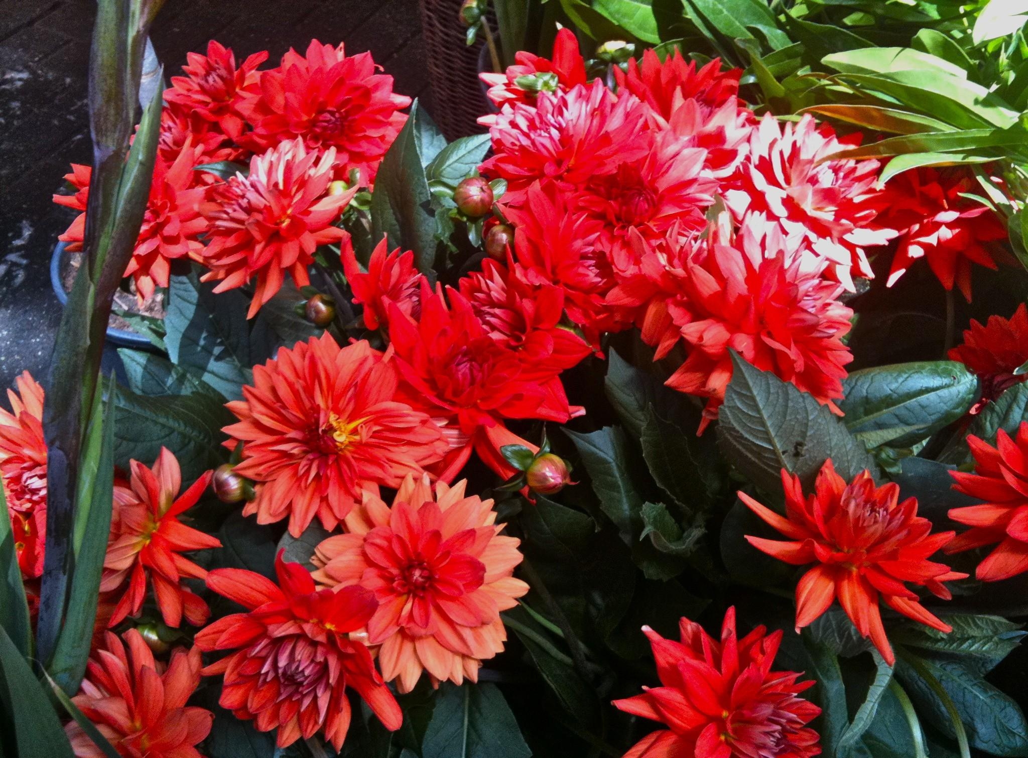 red, dahlias, flower bed, flowers Flowerbed Cellphone FHD pic