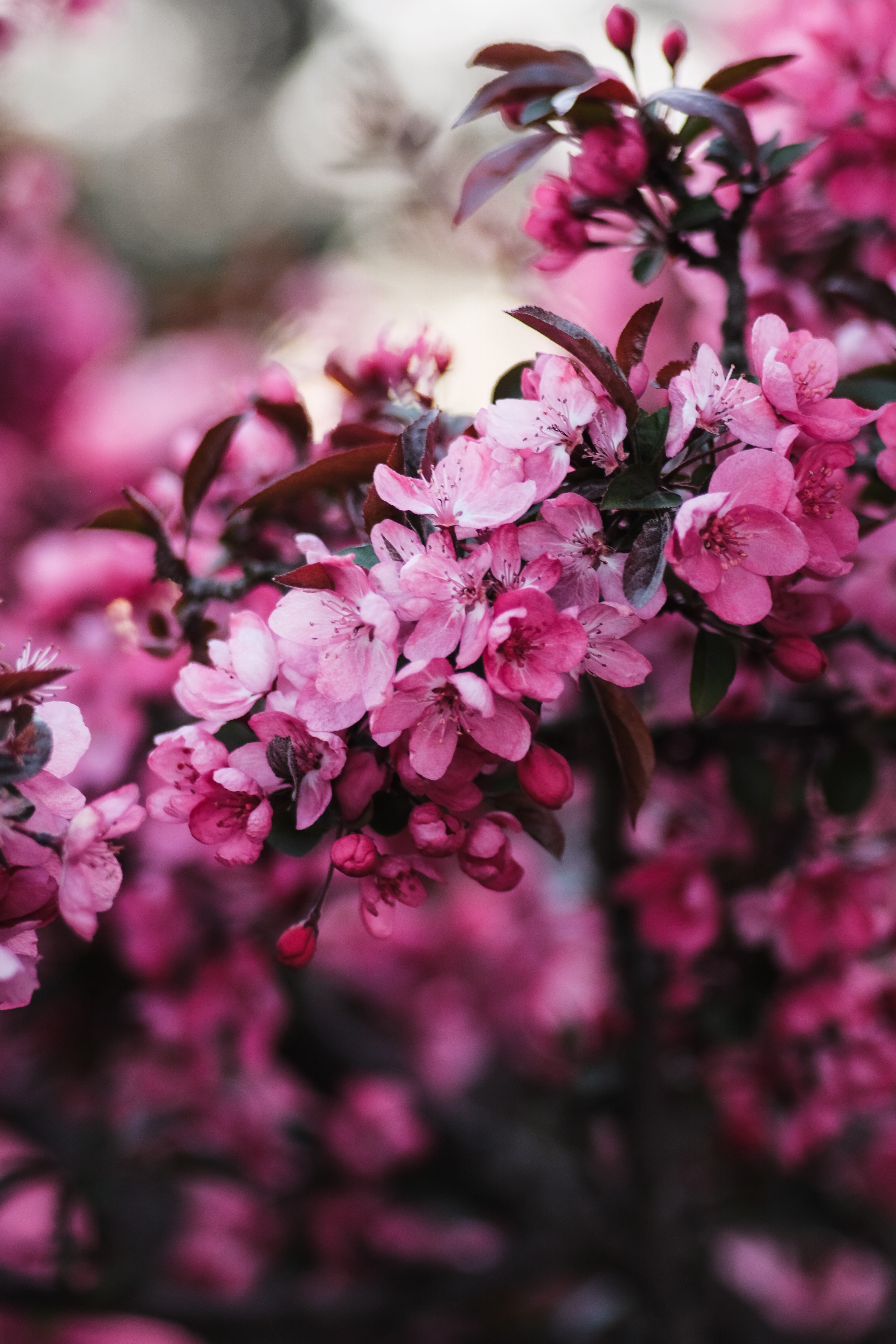 Laden Sie das Ast, Blumen, Rosa, Blühen, Blühenden, Zweig-Bild kostenlos auf Ihren PC-Desktop herunter