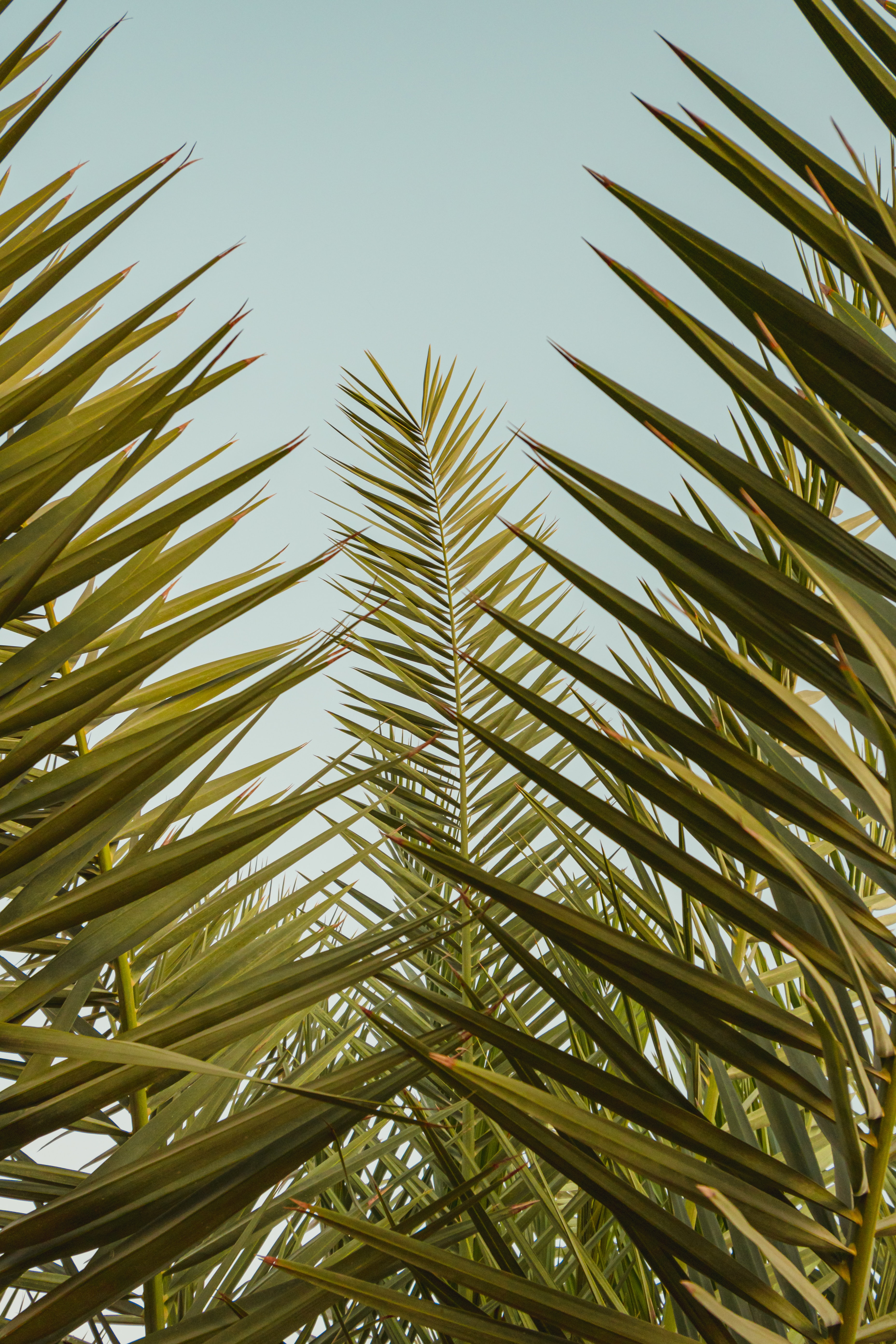 branch, leaves, nature, branches, sky, palm wallpapers for tablet