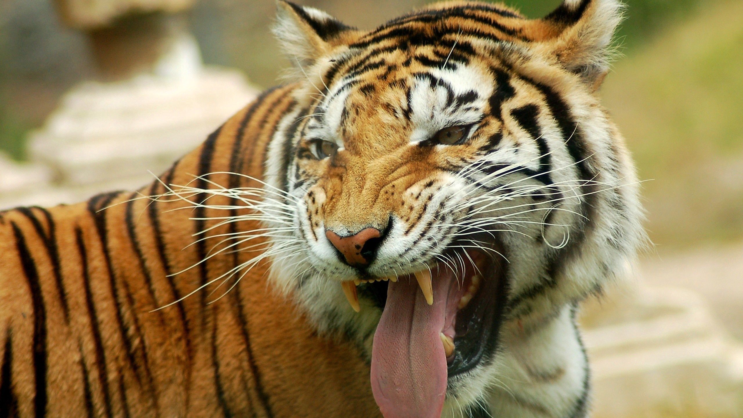 60487 завантажити шпалери тварини, оскал, посмішка, погляд, заява, тигр, мова, язик - заставки і картинки безкоштовно