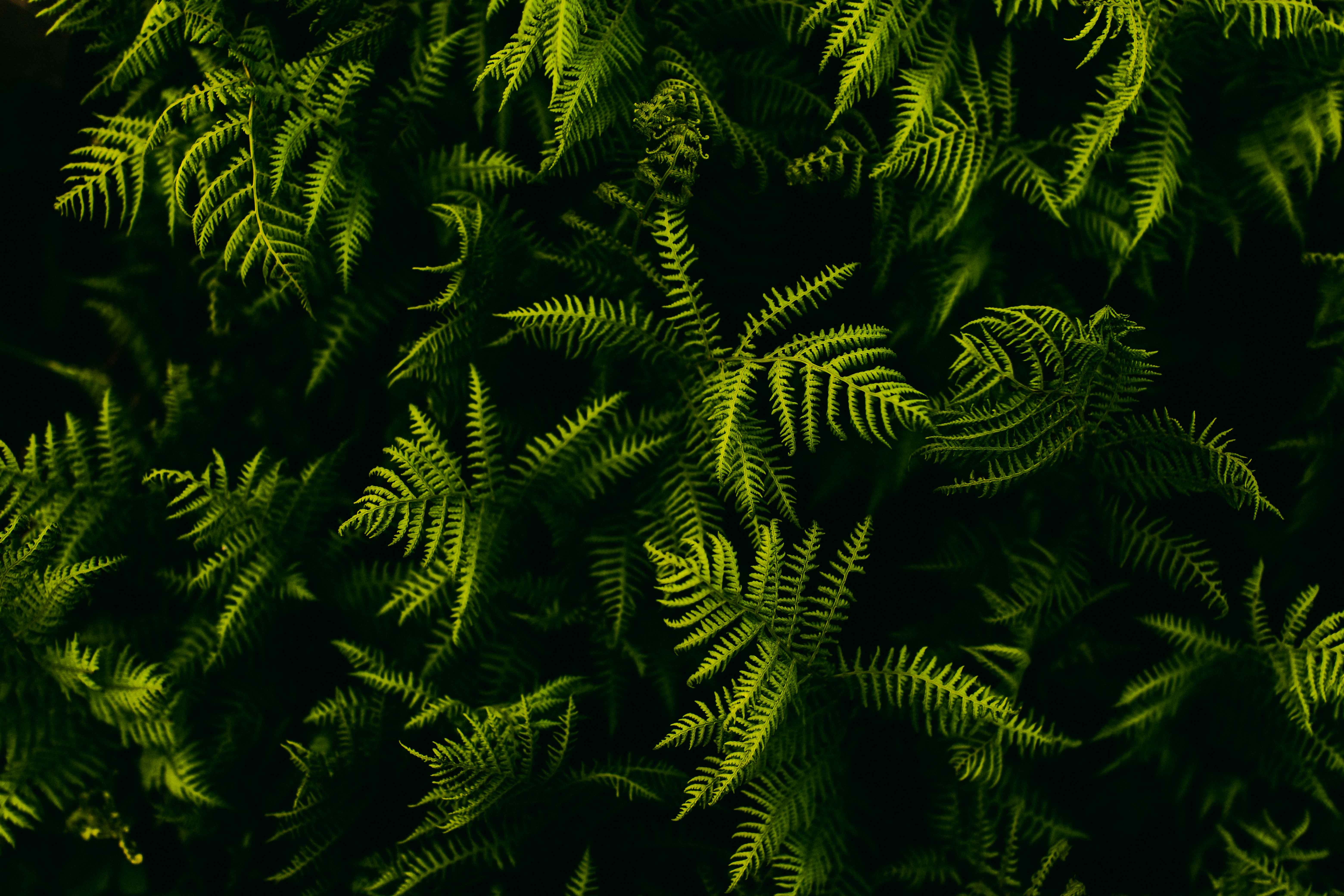 Latest Mobile Wallpaper nature, leaves, plant, branches