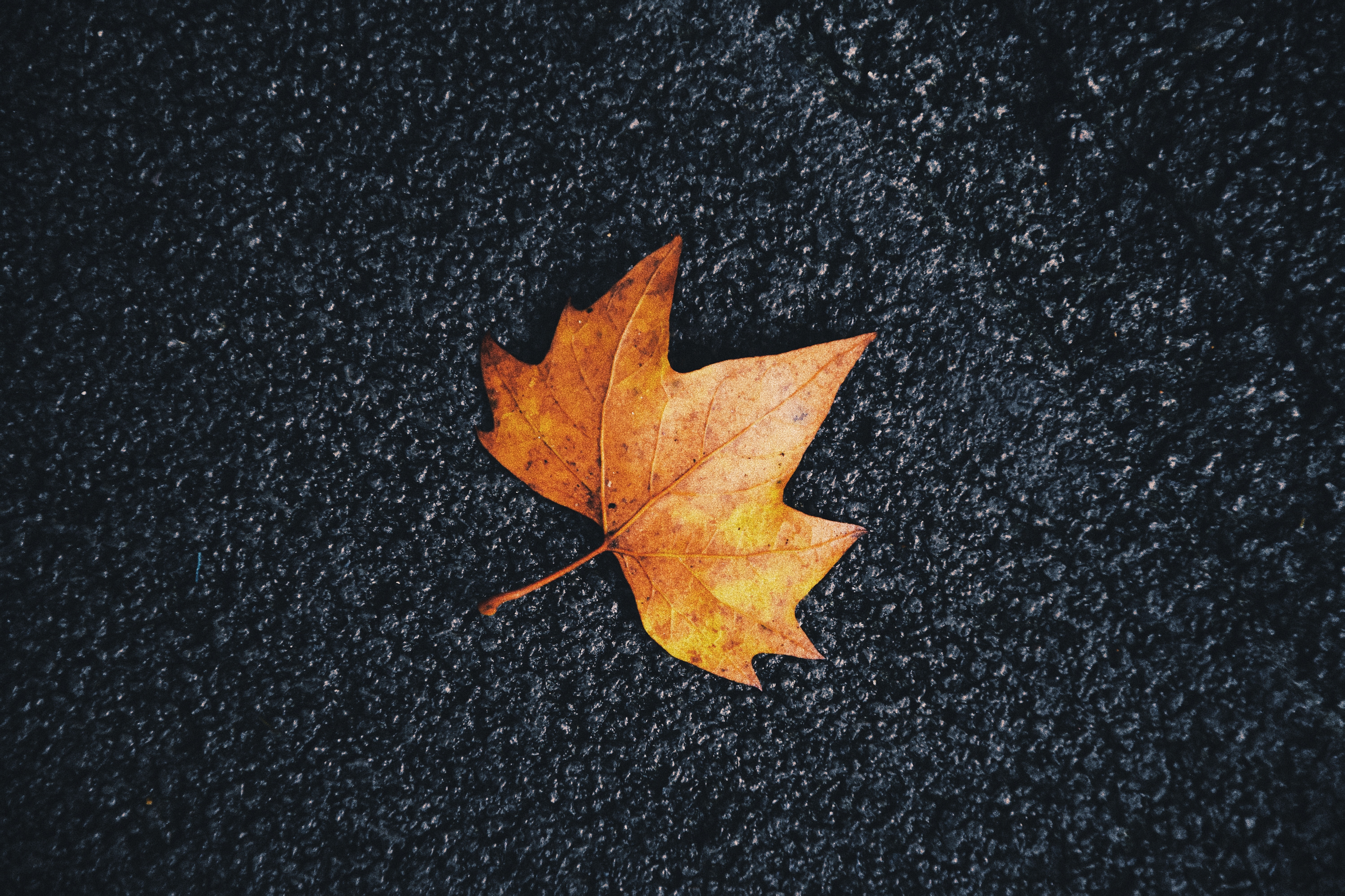 maple, autumn, macro, sheet, leaf, veins