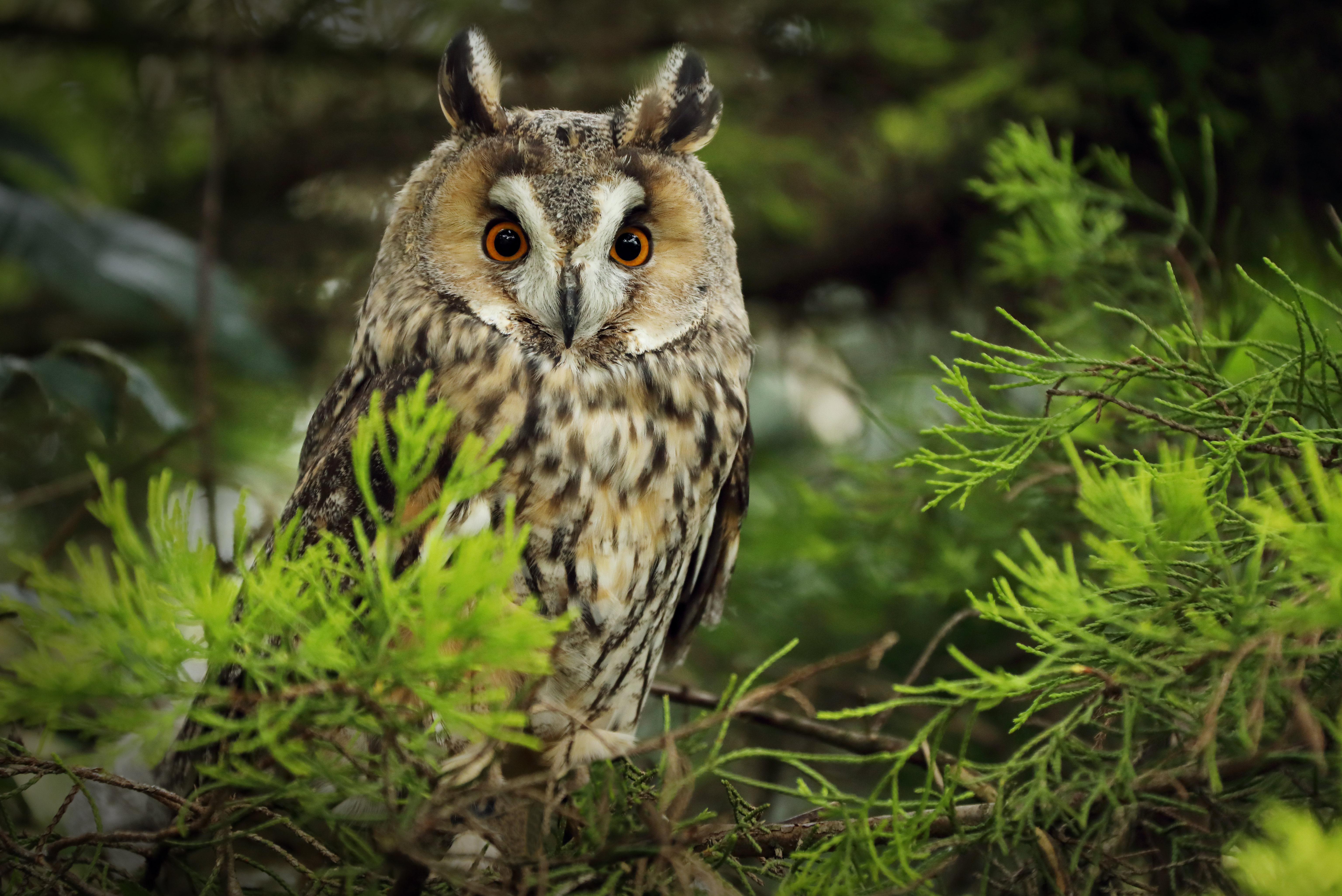 animals, needle, owl, branch, predator wallpapers for tablet