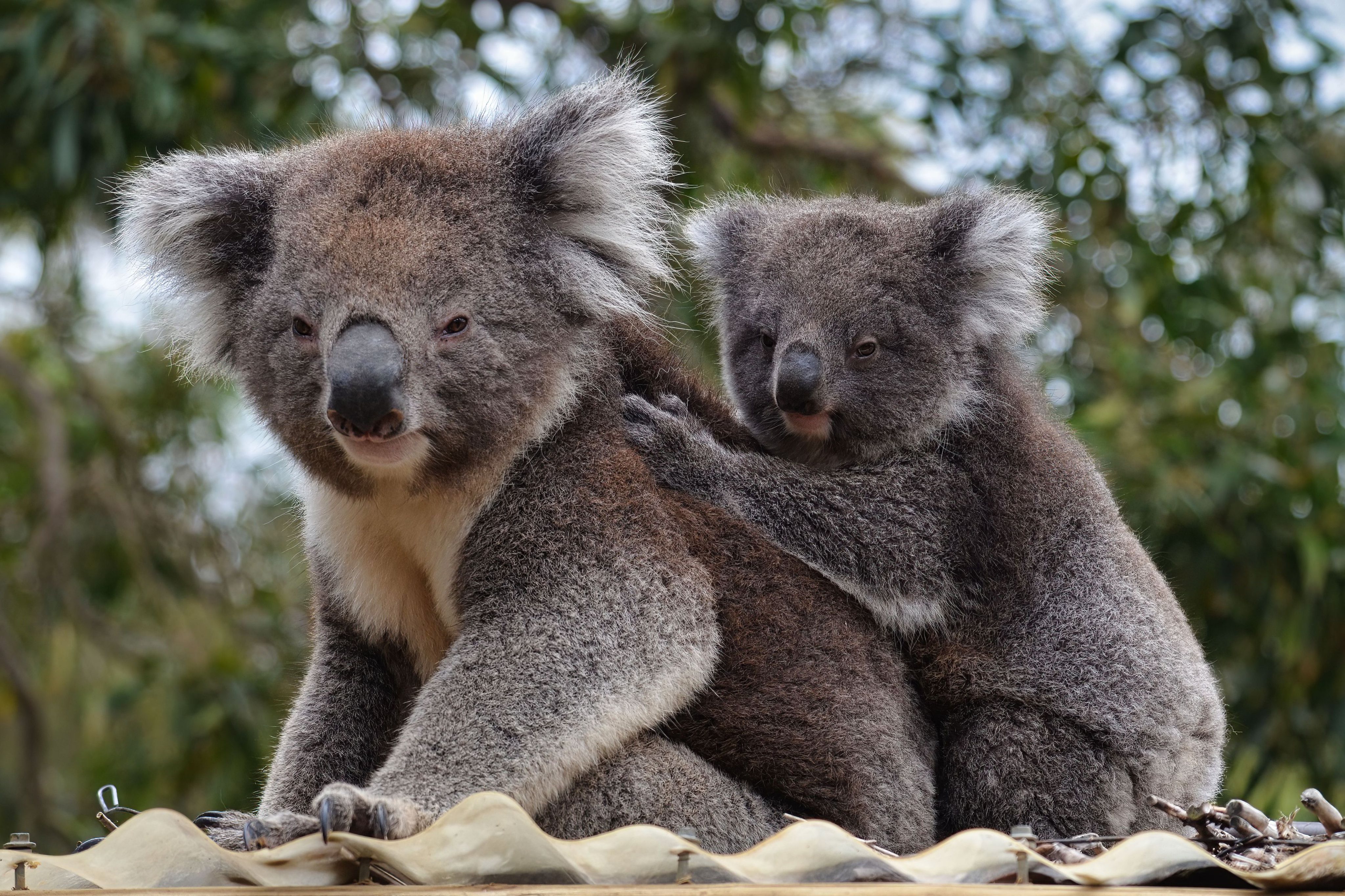 112420 Bildschirmschoner und Hintergrundbilder Koala auf Ihrem Telefon. Laden Sie tier, flauschige, wilde natur, grau Bilder kostenlos herunter