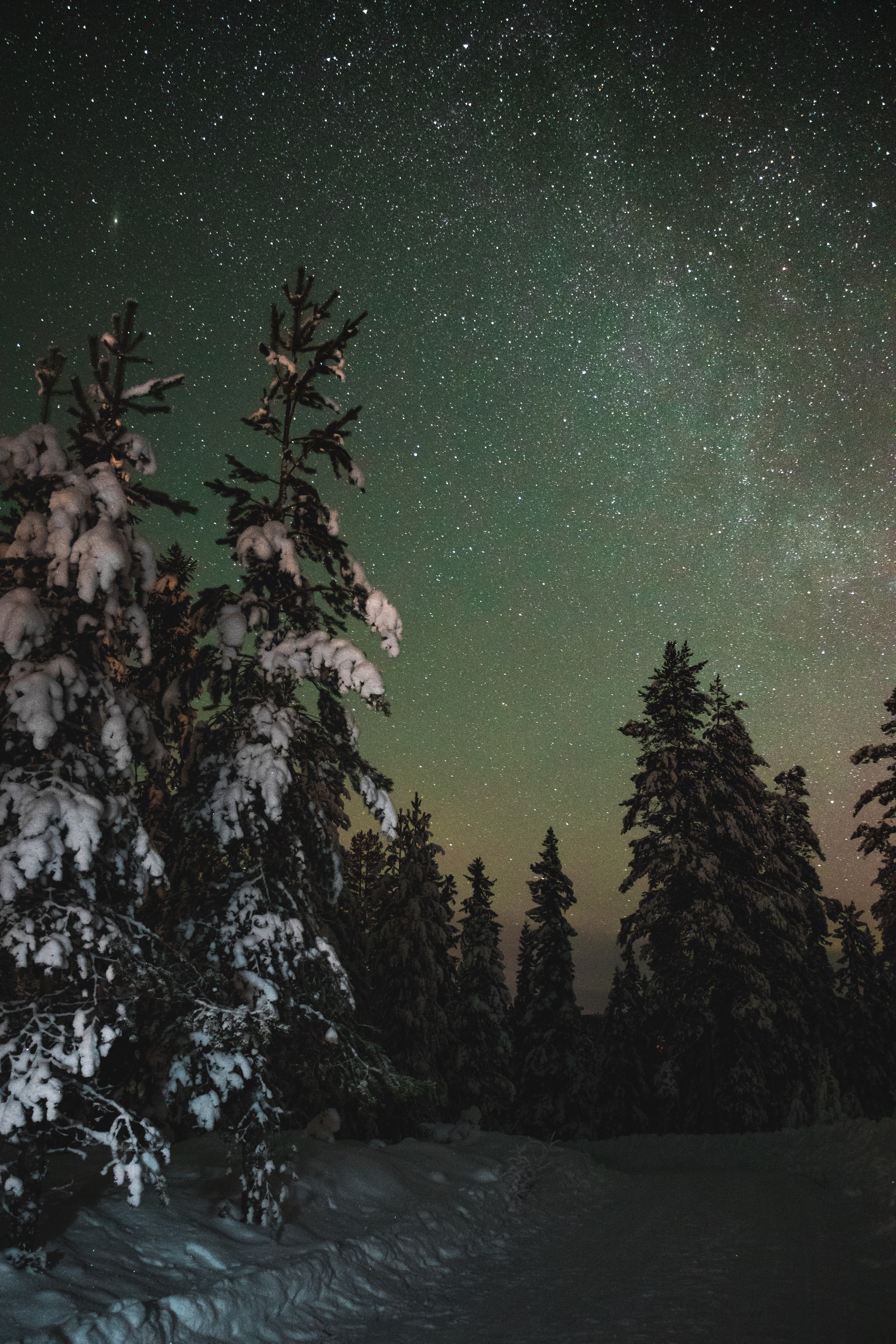 55898 download wallpaper snow, winter, nature, trees, stars, night, starry sky screensavers and pictures for free
