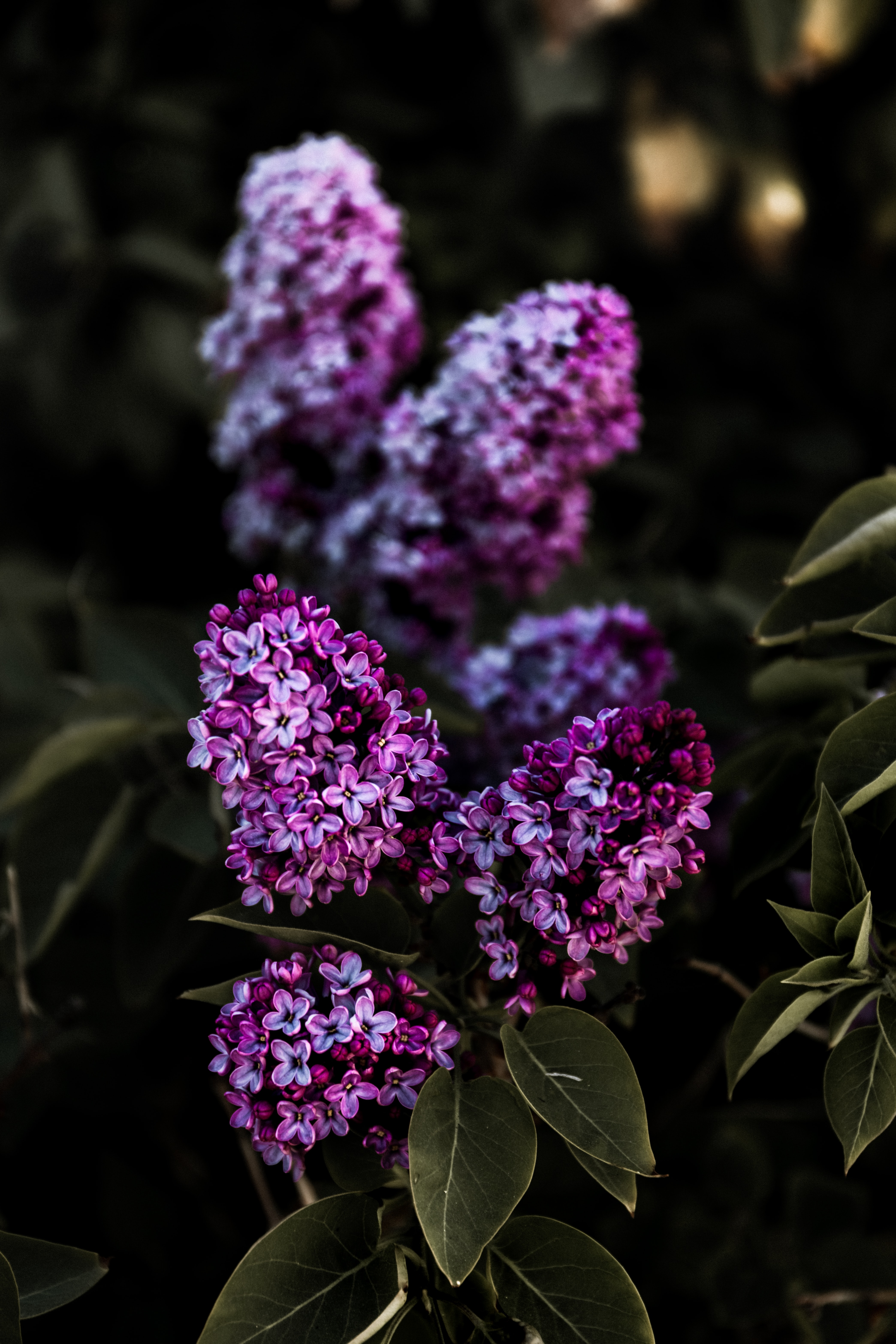 100090 Bildschirmschoner und Hintergrundbilder Lilac auf Ihrem Telefon. Laden Sie blumen, blätter, lilac, bush, blühen, blühenden, busch Bilder kostenlos herunter