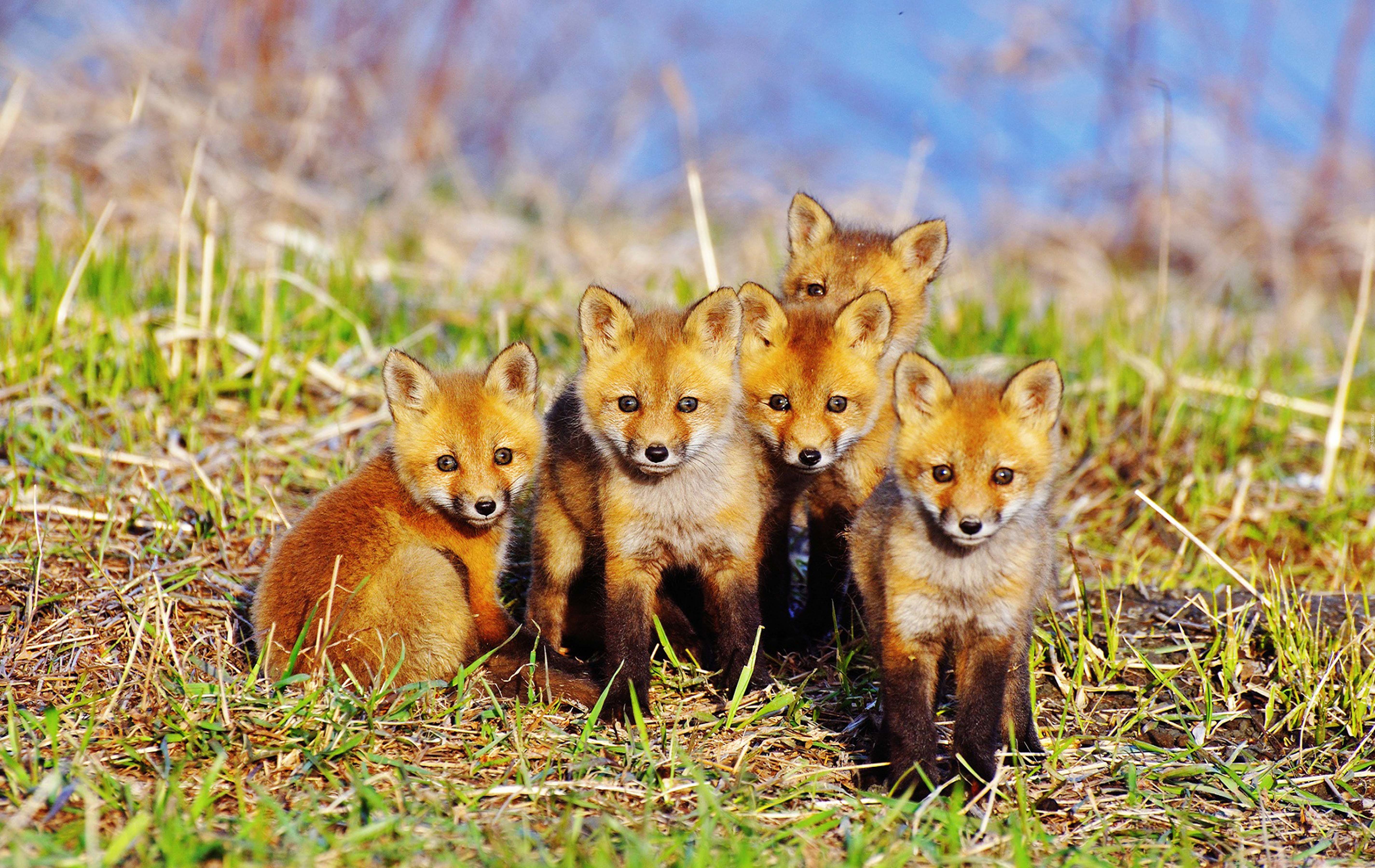 fox, animals, grass, sit, young, cubs, lots of, multitude HD wallpaper