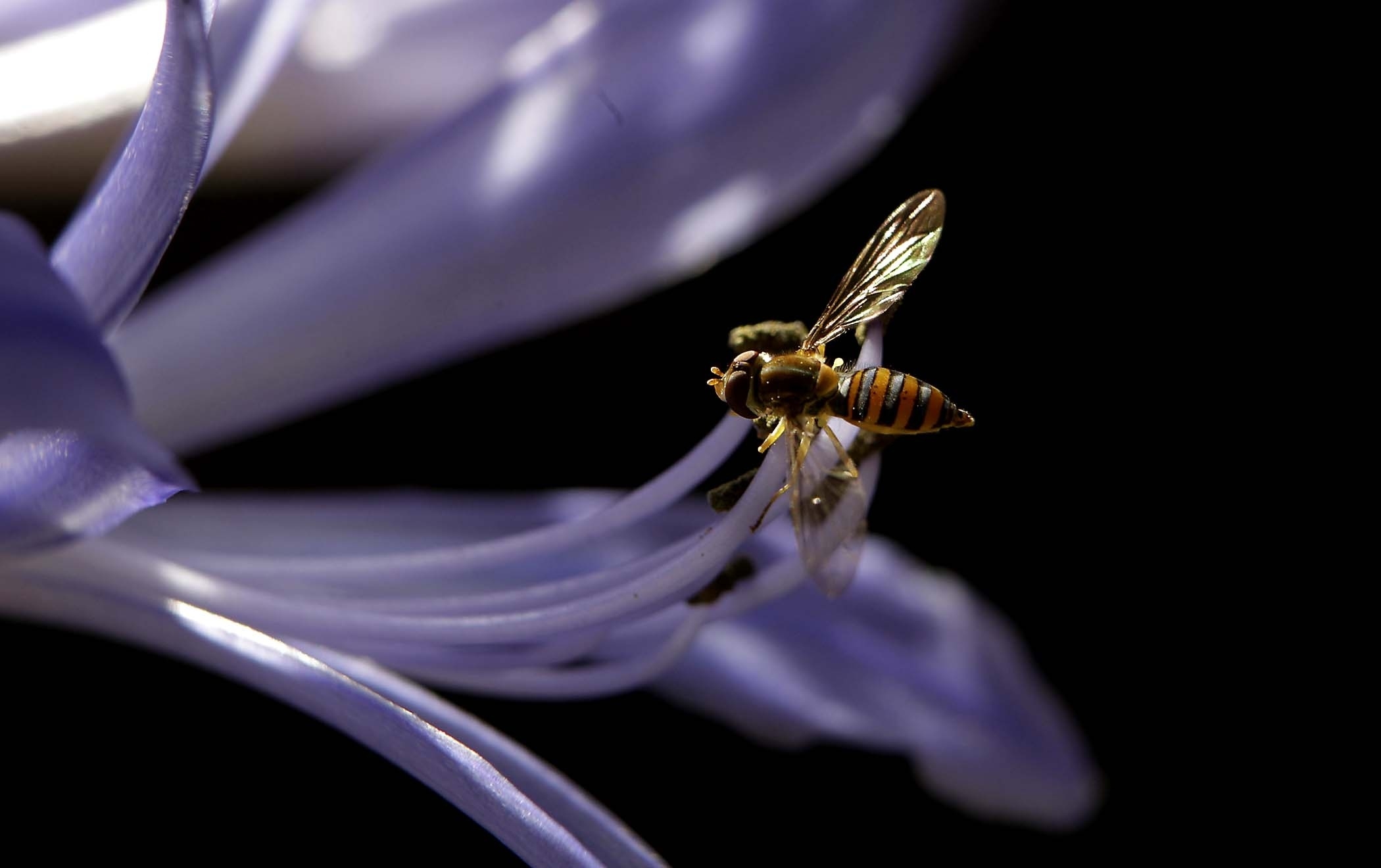 macro, bee, flower, plant HD Wallpaper for Phone