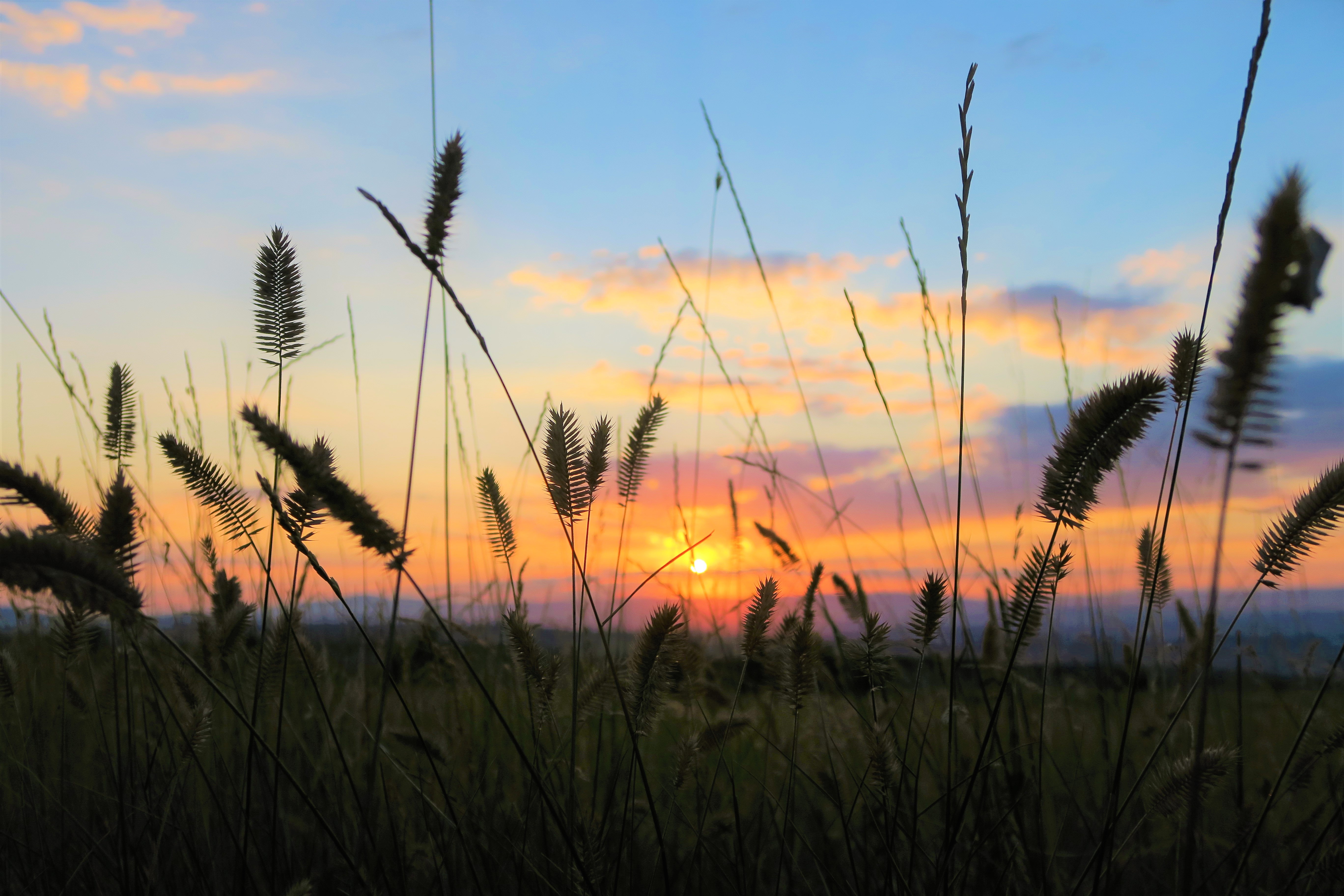 grass, sunset, field, nature