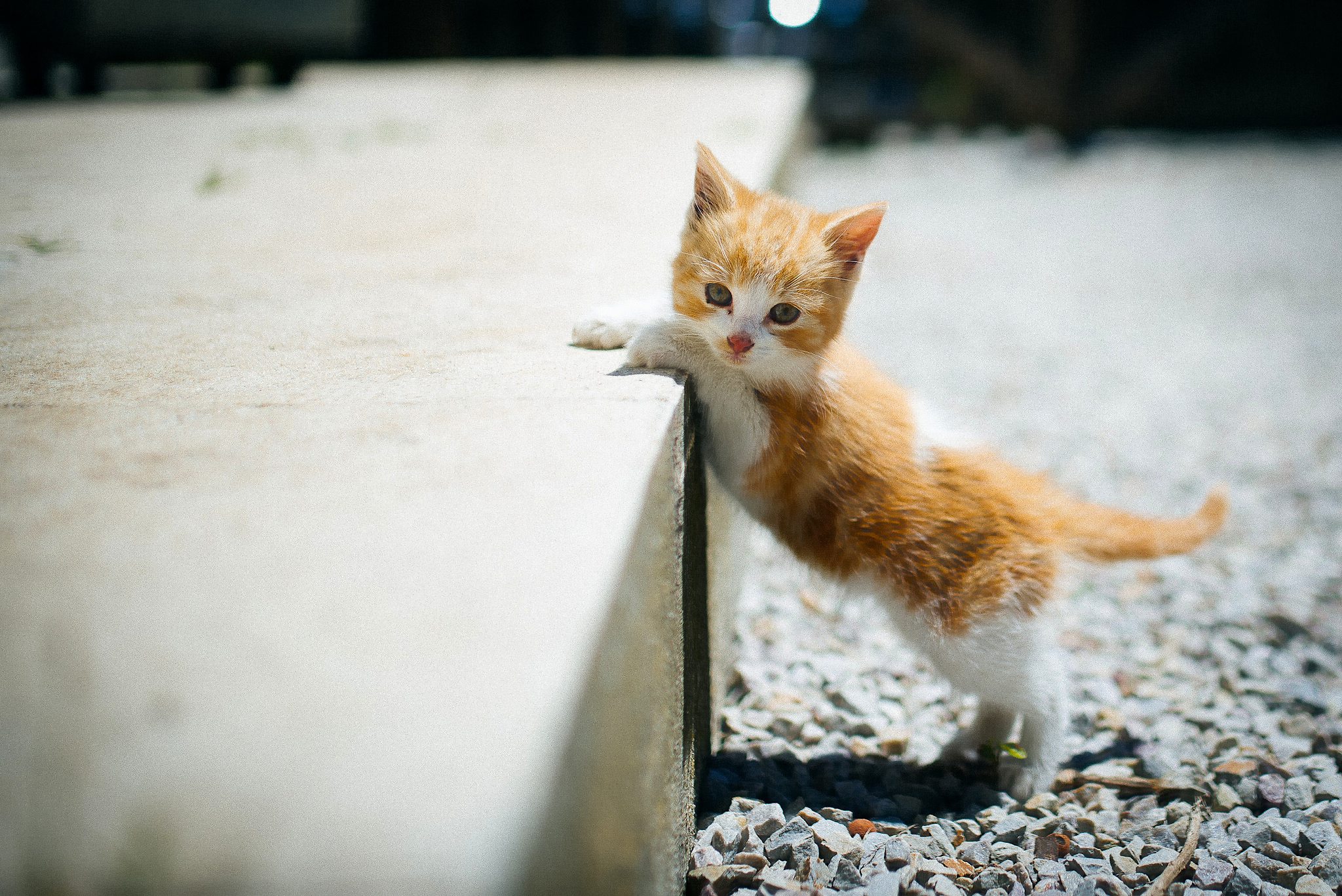 Бездомный рыжий котенок
