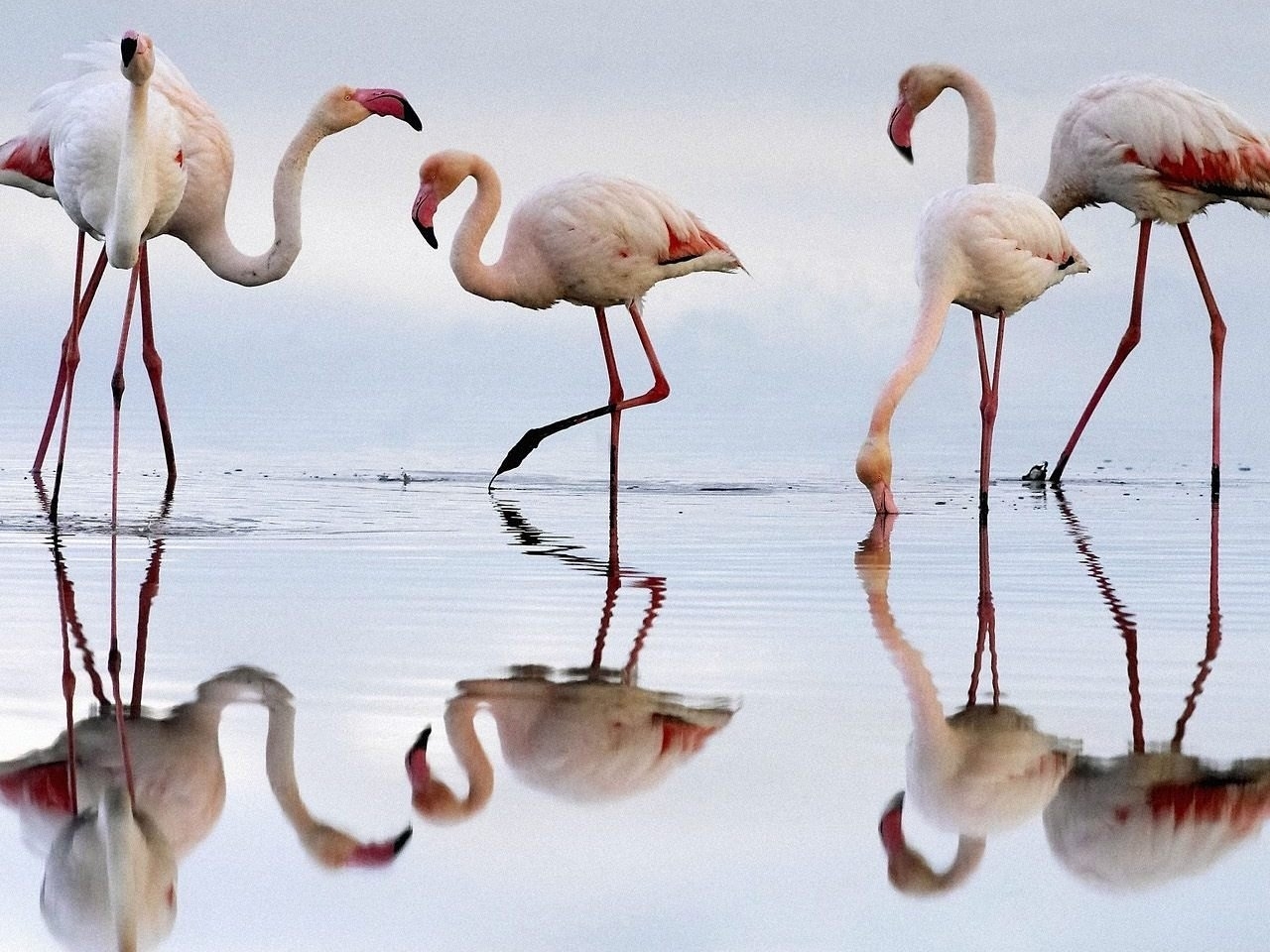 24344 Hintergrundbild herunterladen tiere, vögel, flamingo, grau - Bildschirmschoner und Bilder kostenlos