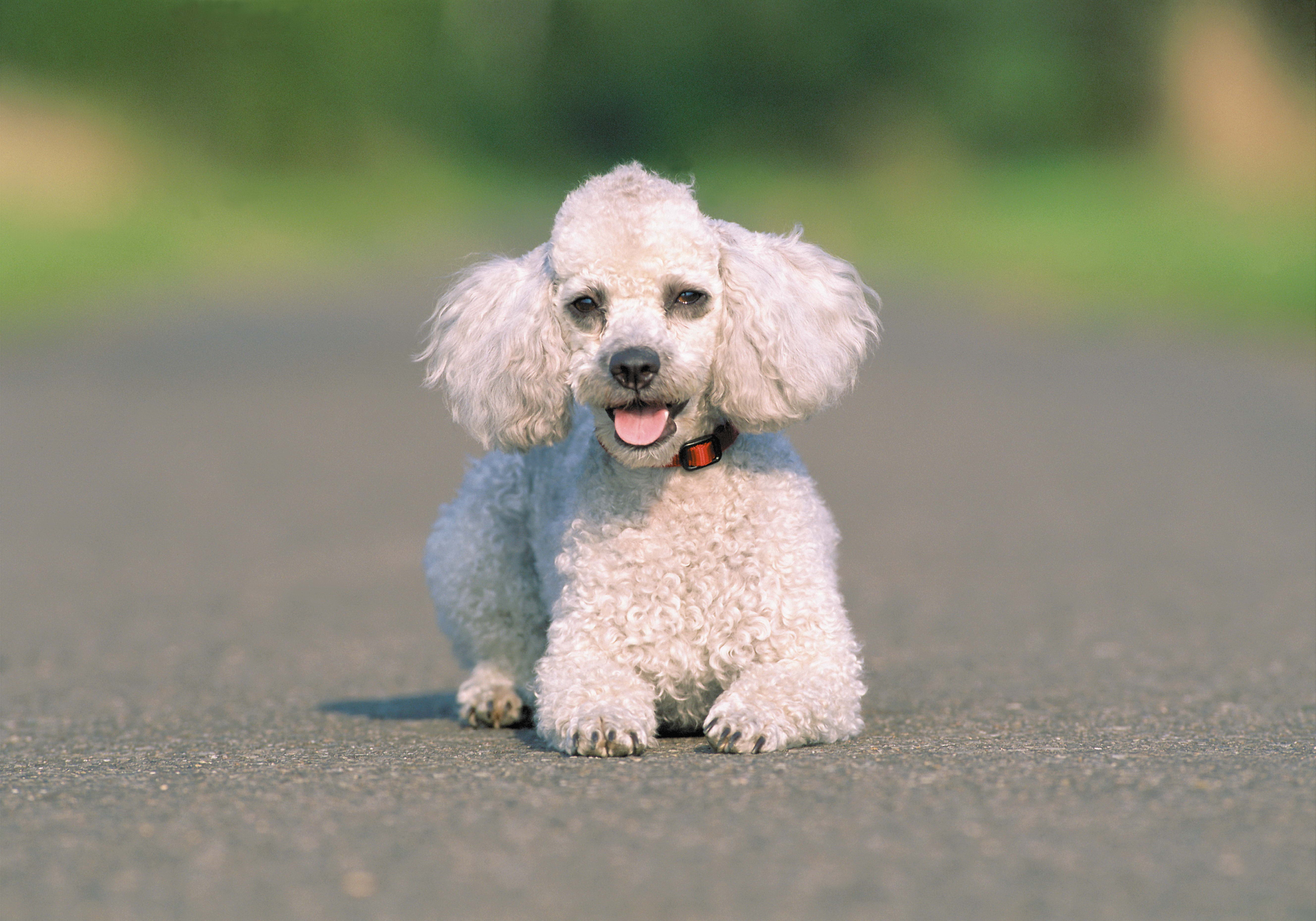 Laden Sie das Tiere, Hund, Asphalt, Weglaufen, Ausführen-Bild kostenlos auf Ihren PC-Desktop herunter