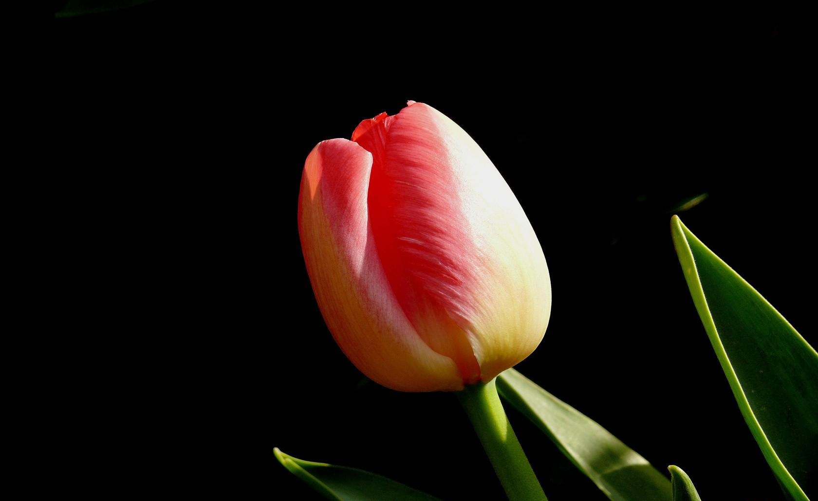 129646 Salvapantallas y fondos de pantalla Fondo Negro en tu teléfono. Descarga imágenes de flor, brote, flores, tulipán gratis