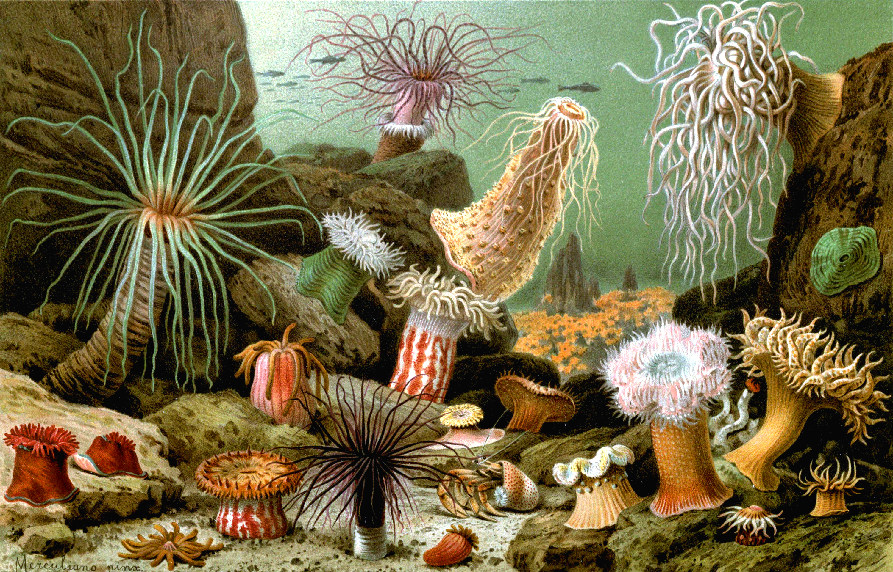 Морские лилии палеозойской эры