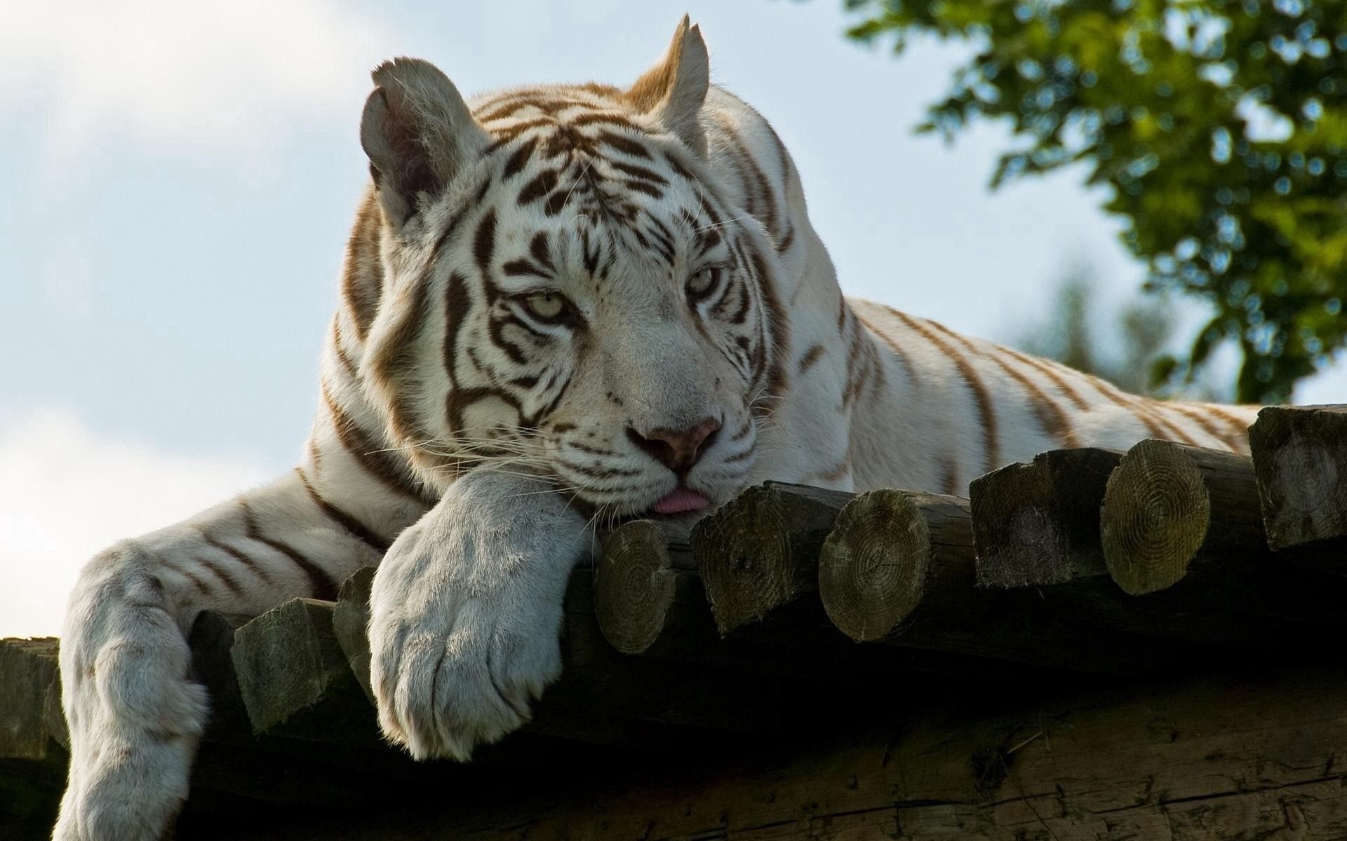 66431 скачать обои животные, лежать, полосатый, белый тигр, уссурийский - заставки и картинки бесплатно