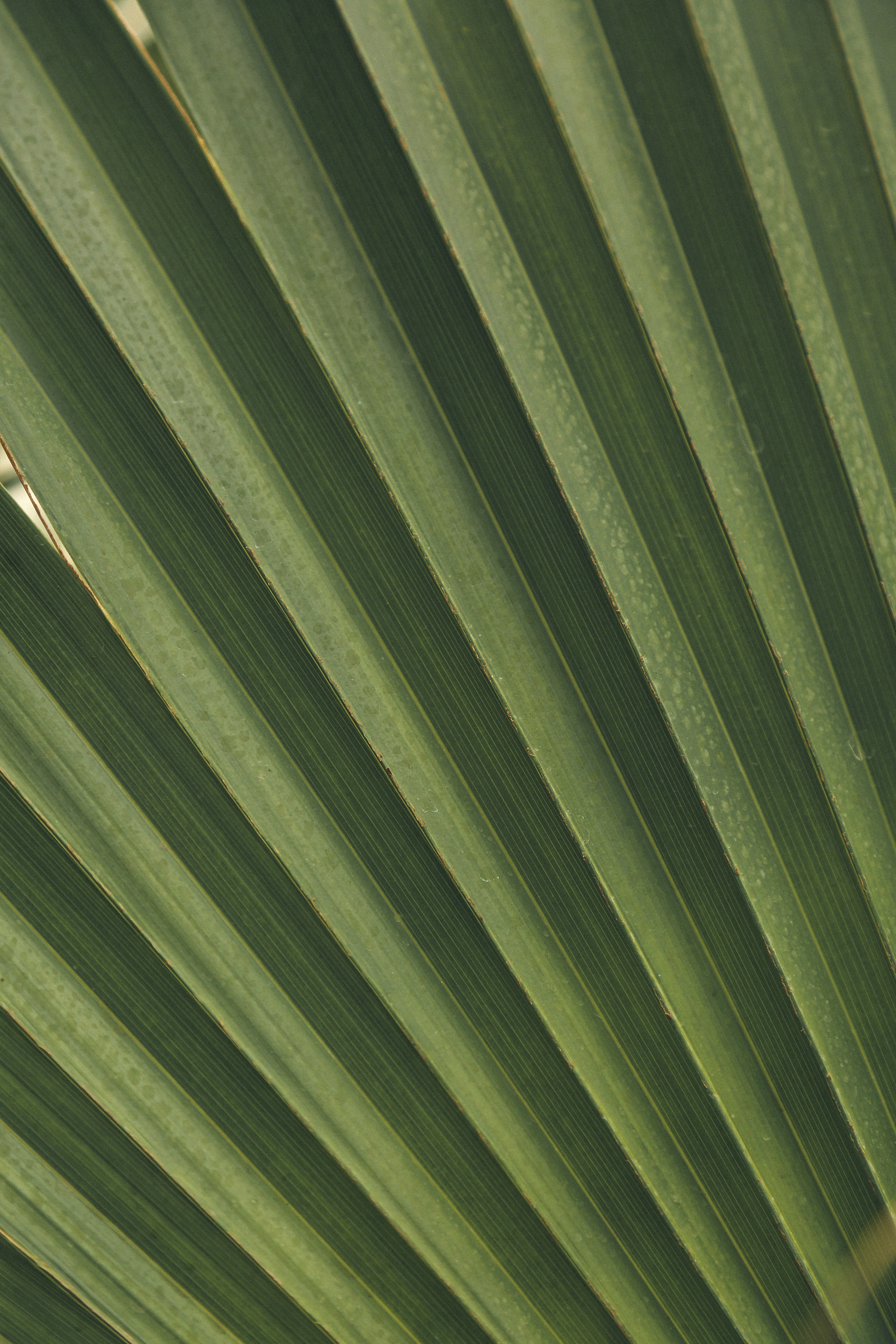 leaves, macro, palm, branch wallpapers for tablet