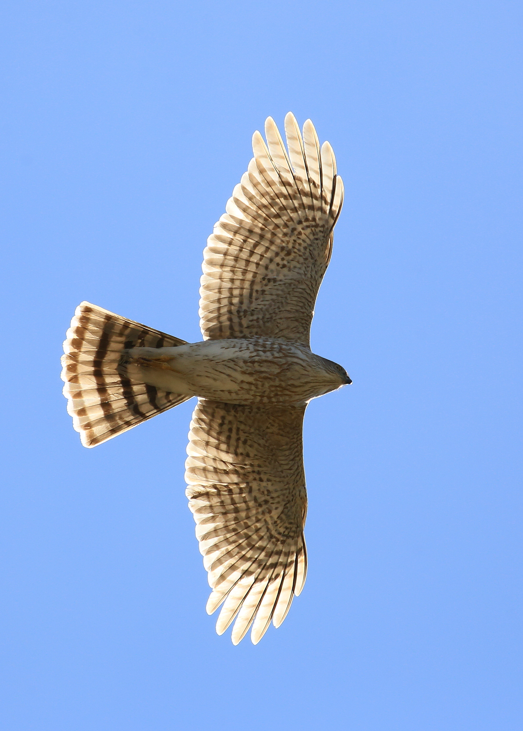 Laden Sie das Tiere, Sky, Vogel, Flug, Falke, Flügel, Hawk-Bild kostenlos auf Ihren PC-Desktop herunter
