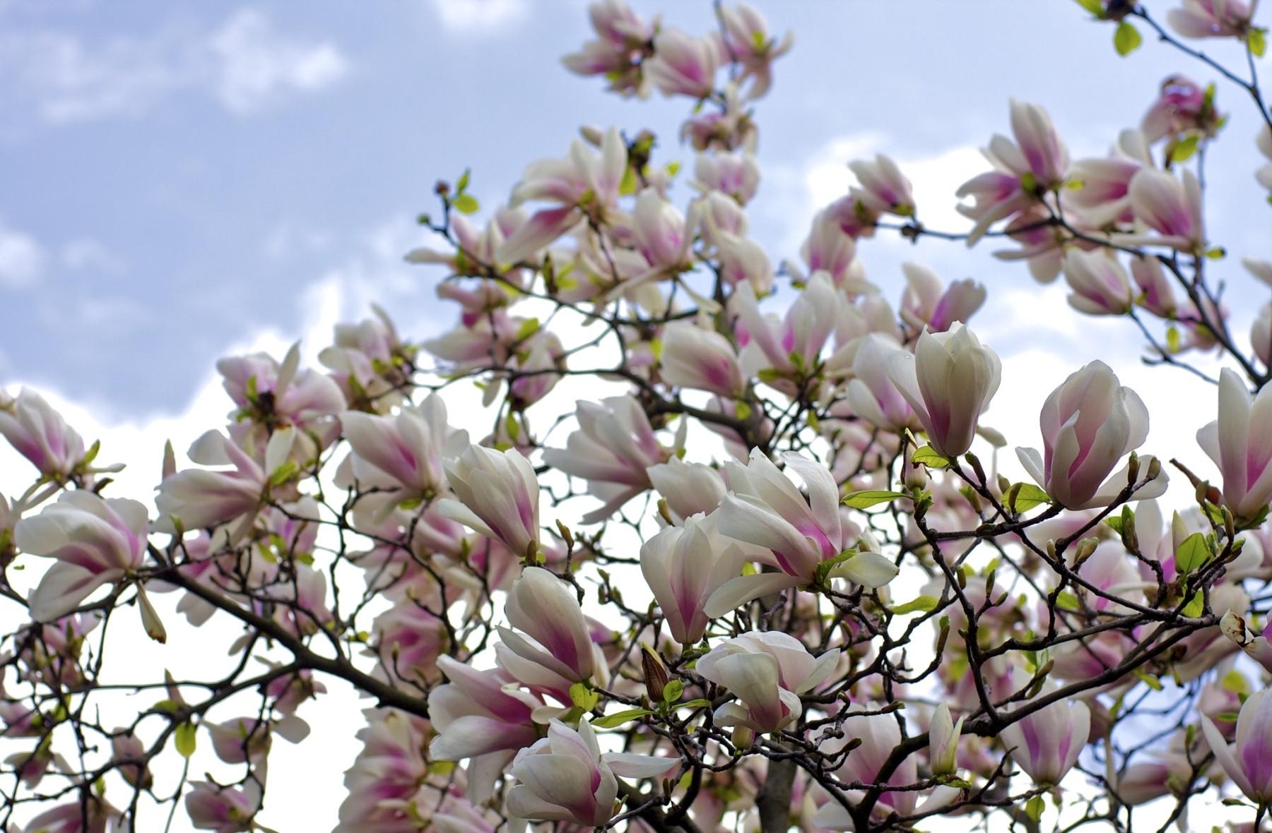 88707 Hintergrundbild herunterladen blumen, sky, bush, geäst, zweige, blühen, blühenden, busch, magnolie, magnolia - Bildschirmschoner und Bilder kostenlos