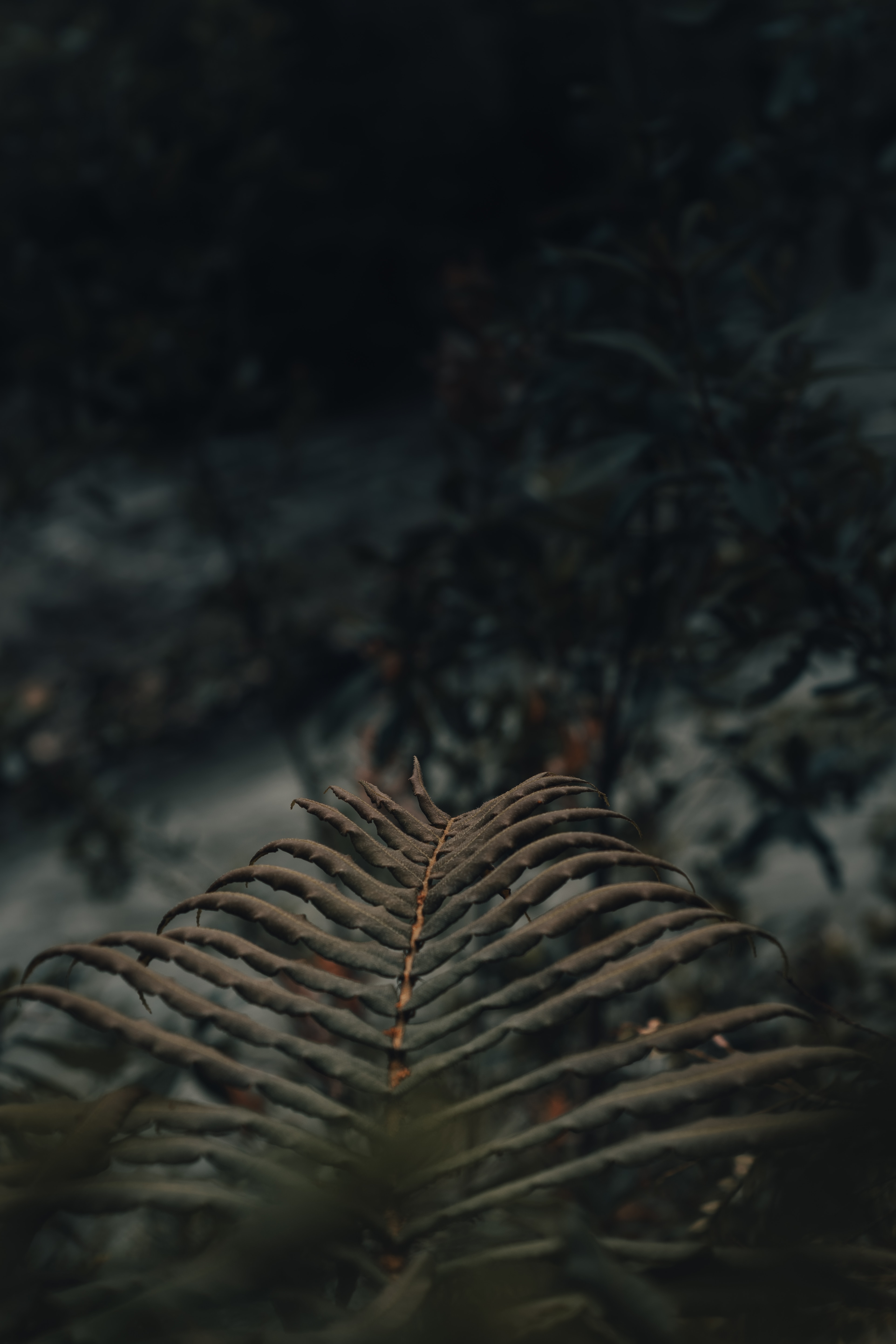 Phone Background leaves, plant, macro