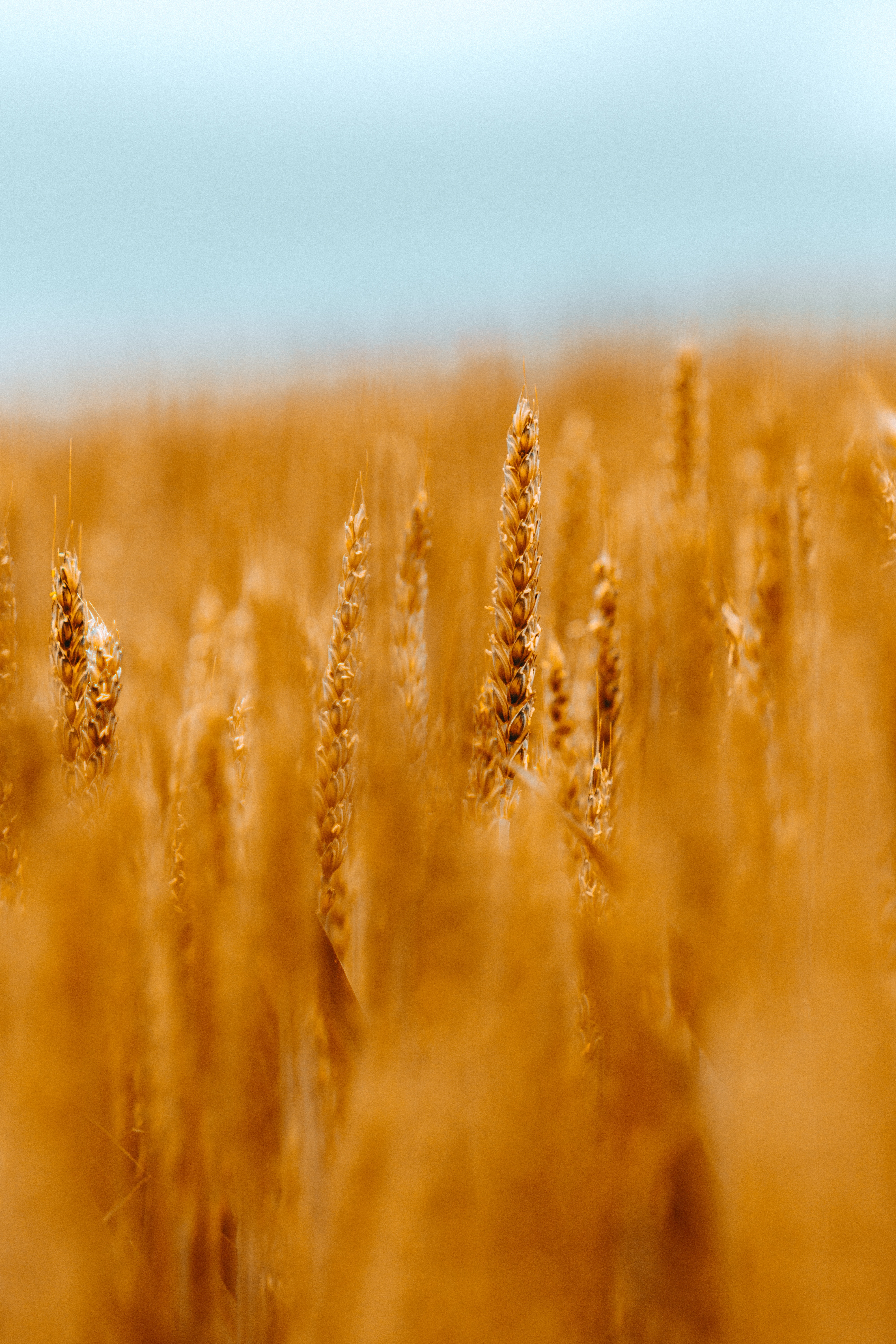Laden Sie das Weizen, Makro, Unschärfe, Glatt, Feld, Ährchen, Kegel, Getreide-Bild kostenlos auf Ihren PC-Desktop herunter