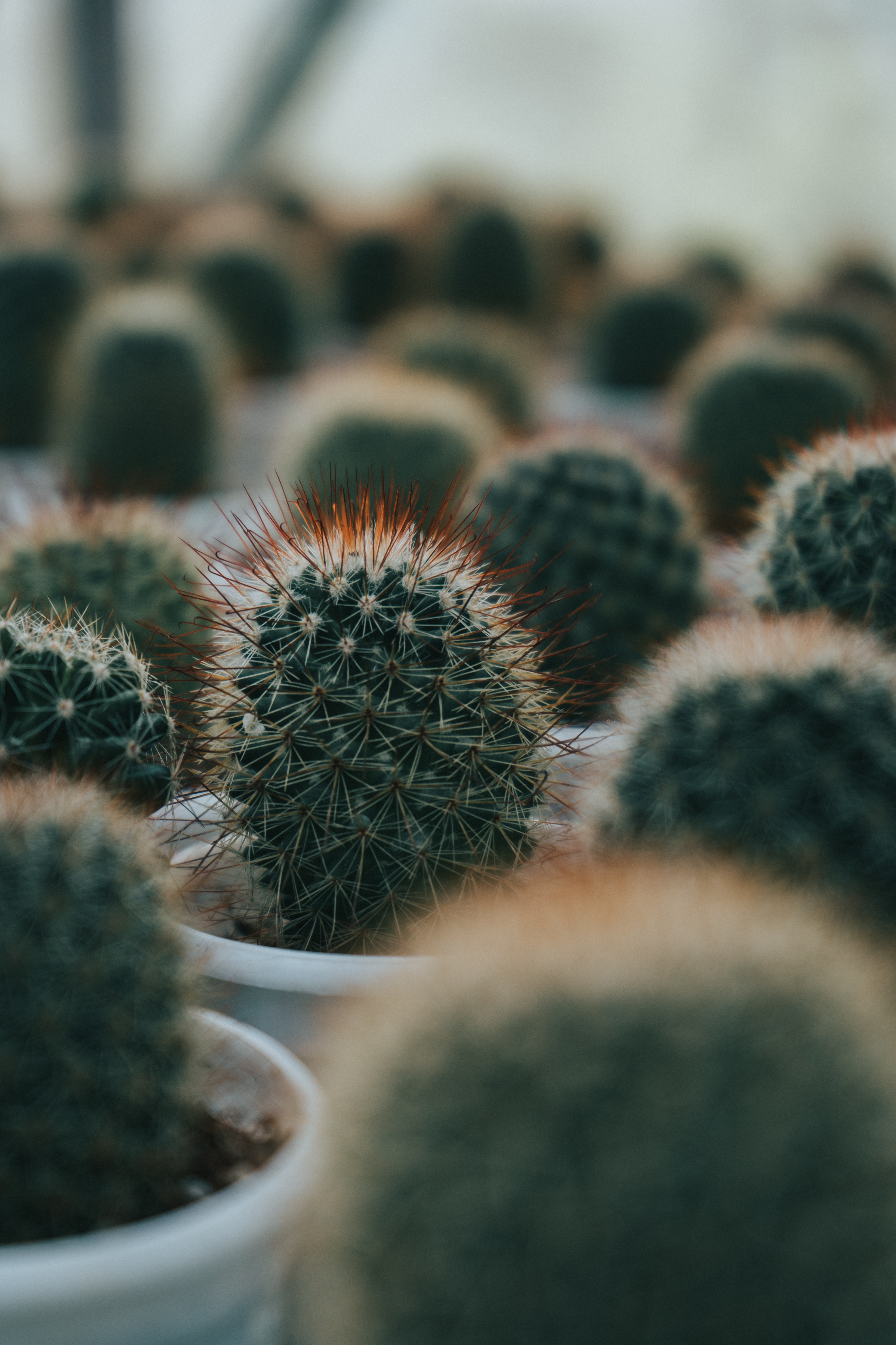 Descargar las imágenes de Cactus gratis para teléfonos Android y iPhone,  fondos de pantalla de Cactus para teléfonos móviles