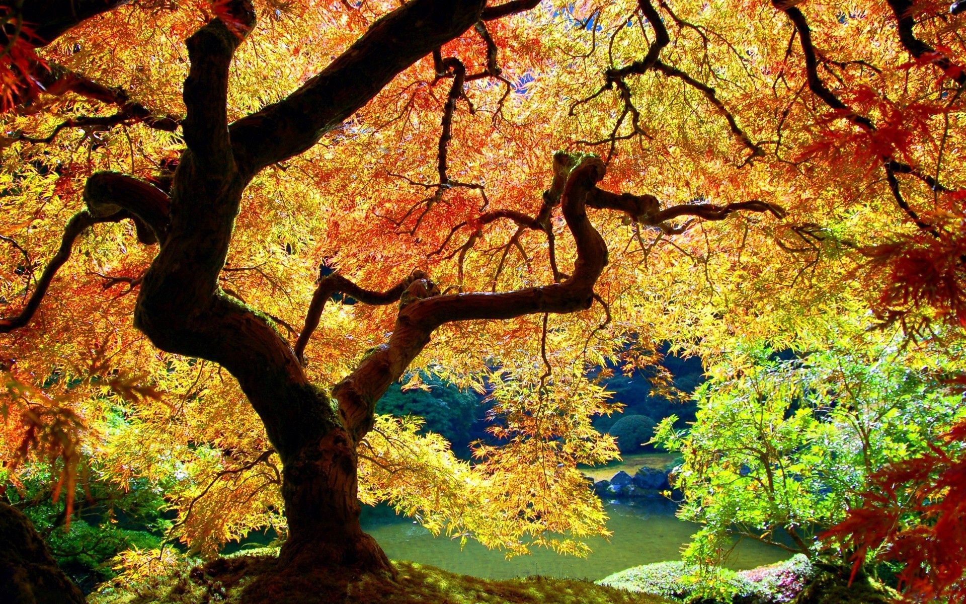 Laden Sie das Herbst, Natur, Blätter, Holz, Baum, Geäst, Zweig, Kurven, Biegungen, Kofferraum-Bild kostenlos auf Ihren PC-Desktop herunter