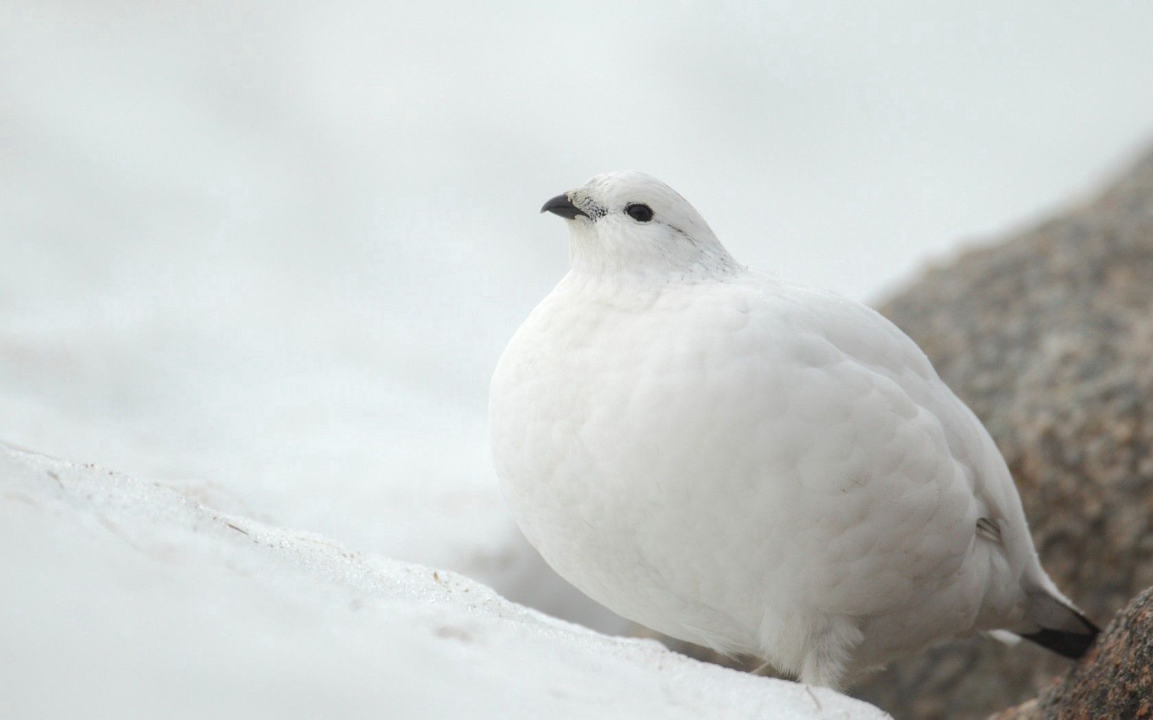 121184壁紙のダウンロード鳥, 動物, 雪, 白い, パートリッジ, ヤマウズラ-スクリーンセーバーと写真を無料で