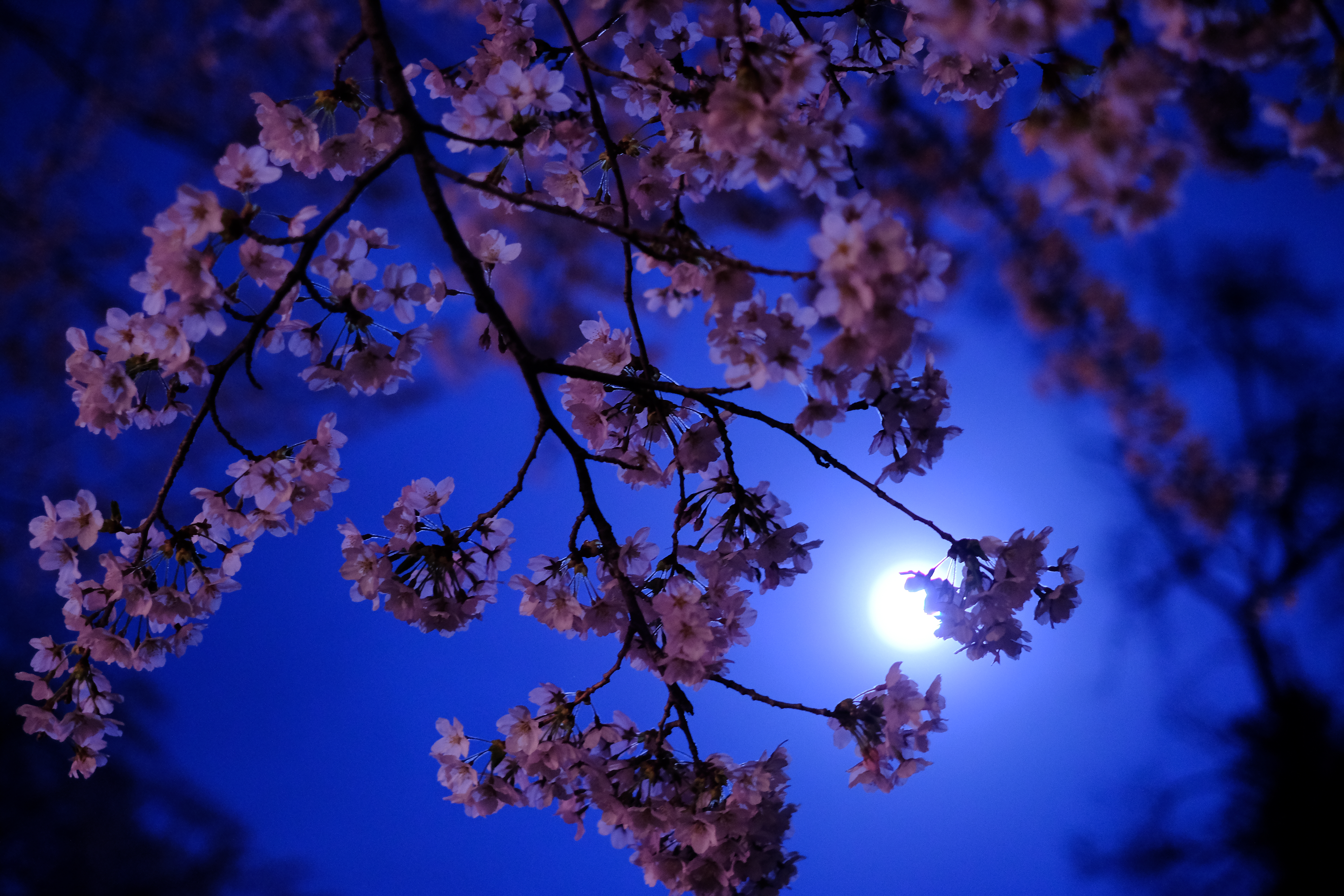 89978 descargar fondo de pantalla luna, flores, noche, sakura, resplandor, resplandecer: protectores de pantalla e imágenes gratis