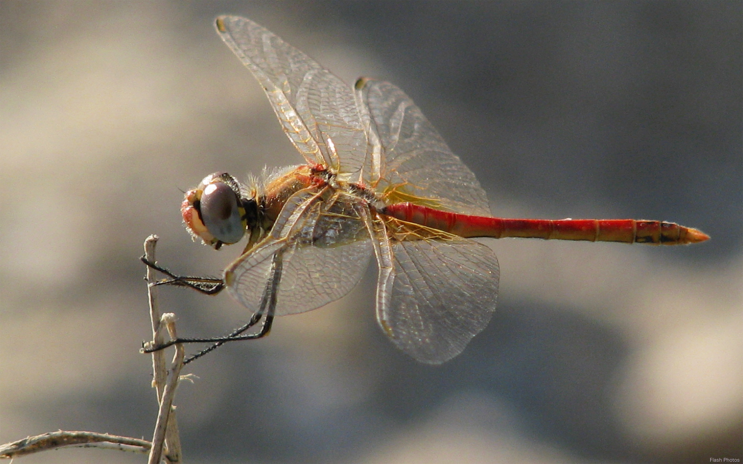 wallpapers animal, dragonfly, insects