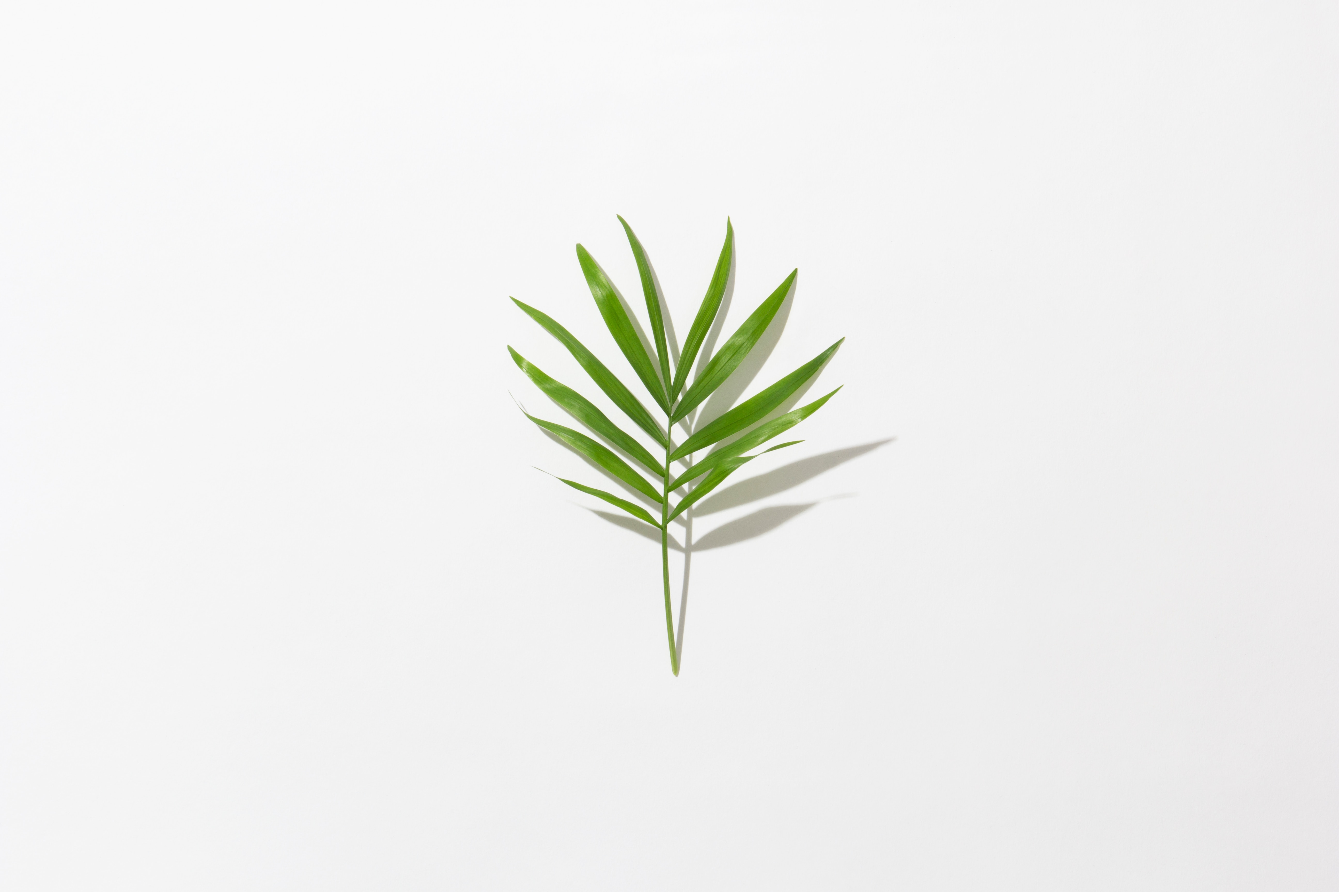 136046 download wallpaper green, minimalism, branch, leaflet screensavers and pictures for free