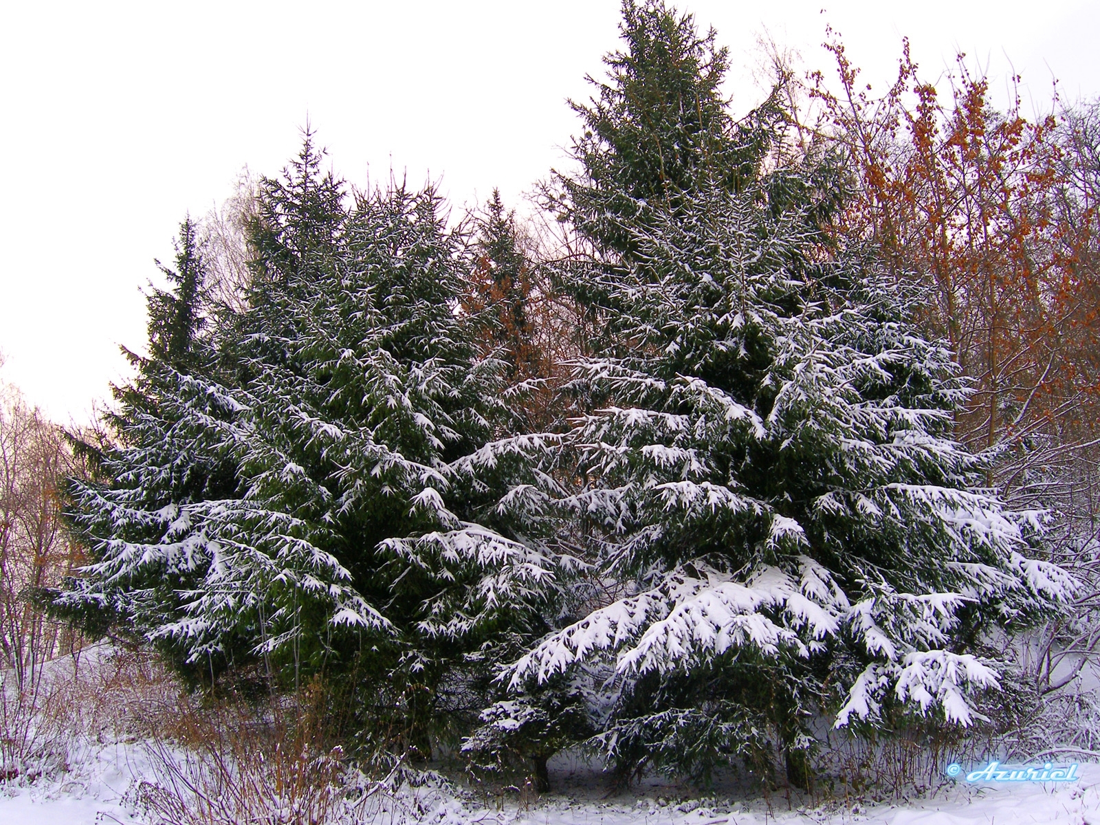 5959 Hintergrundbild herunterladen landschaft, winter, bäume, tannenbaum - Bildschirmschoner und Bilder kostenlos