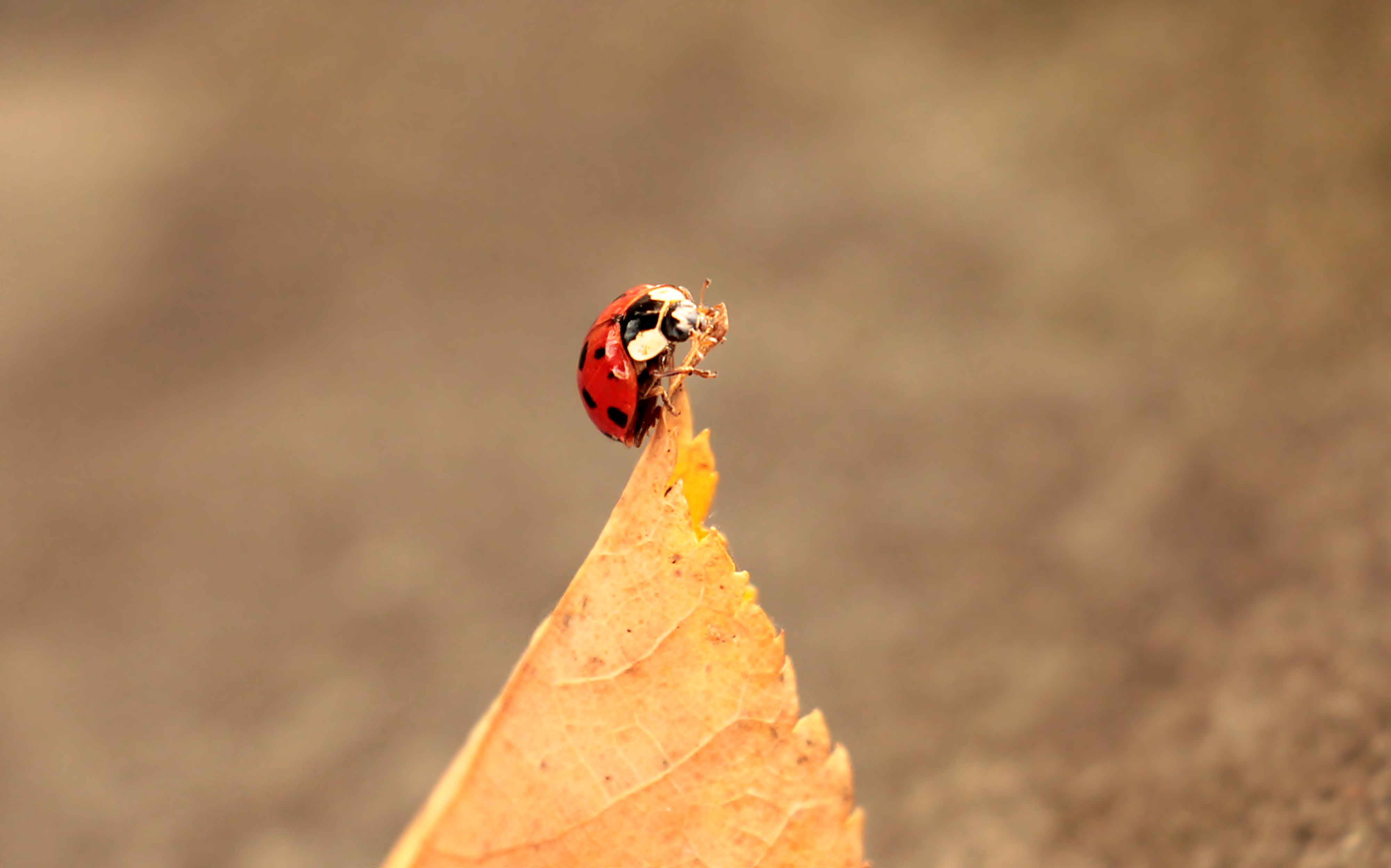 132294 Hintergrundbilder und Ladybird Bilder auf dem Desktop. Laden Sie makro, marienkäfer, herbst, blätter Bildschirmschoner kostenlos auf den PC herunter