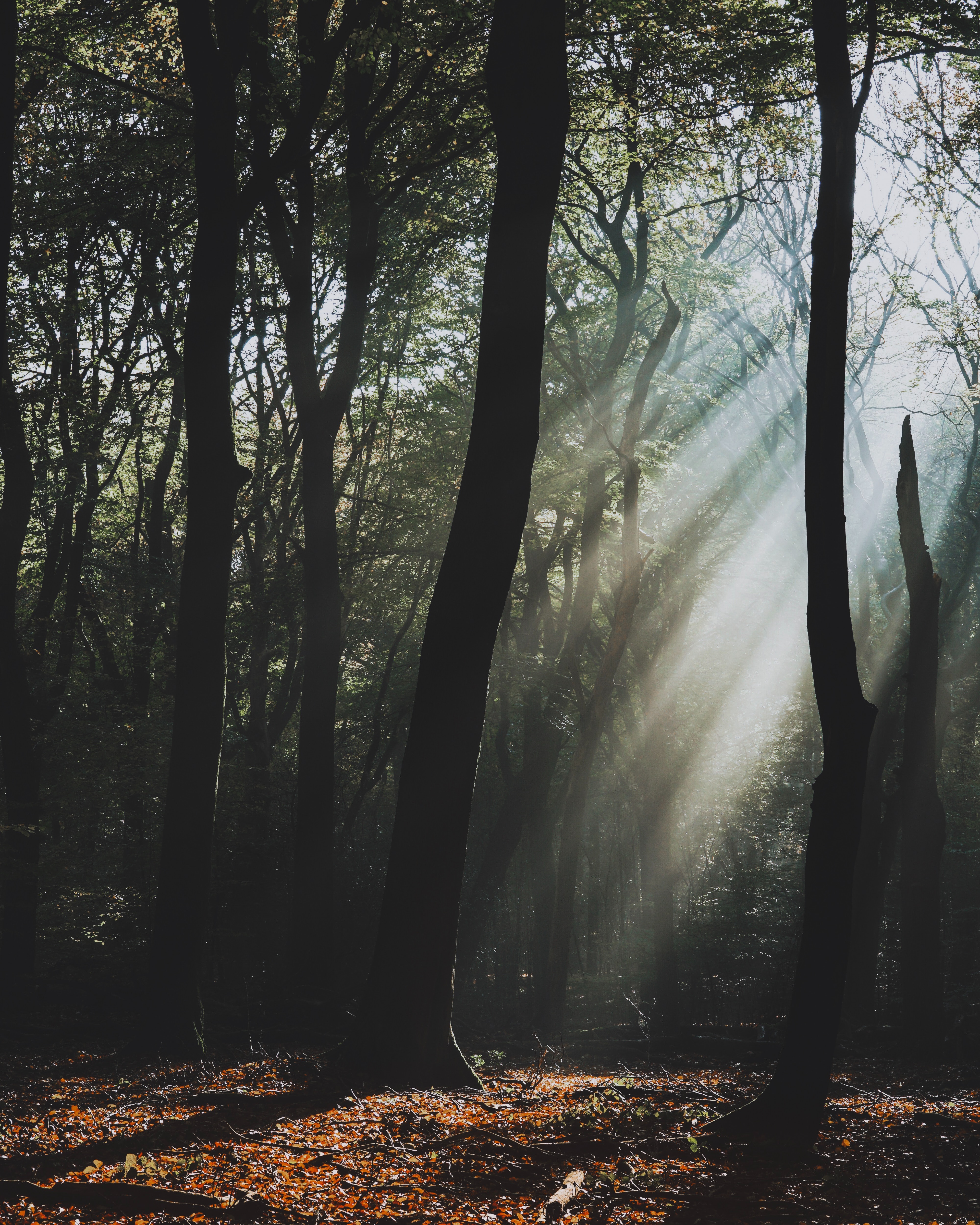 Laden Sie das Natur, Bäume, Dunkel, Wald, Nebel, Sonnenlicht-Bild kostenlos auf Ihren PC-Desktop herunter