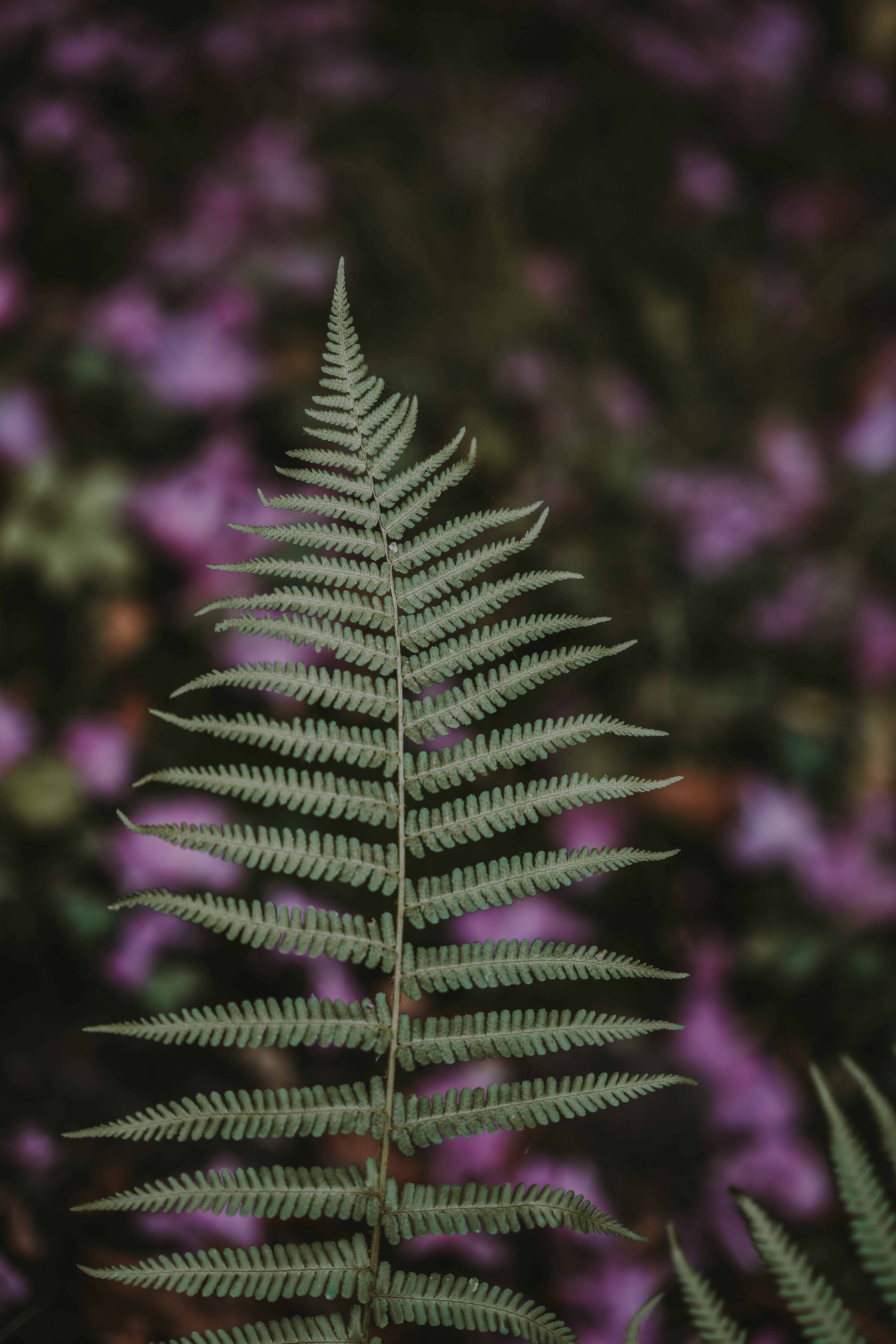 Laden Sie das Natur, Pflanze, Farn, Unschärfe, Glatt, Blatt-Bild kostenlos auf Ihren PC-Desktop herunter