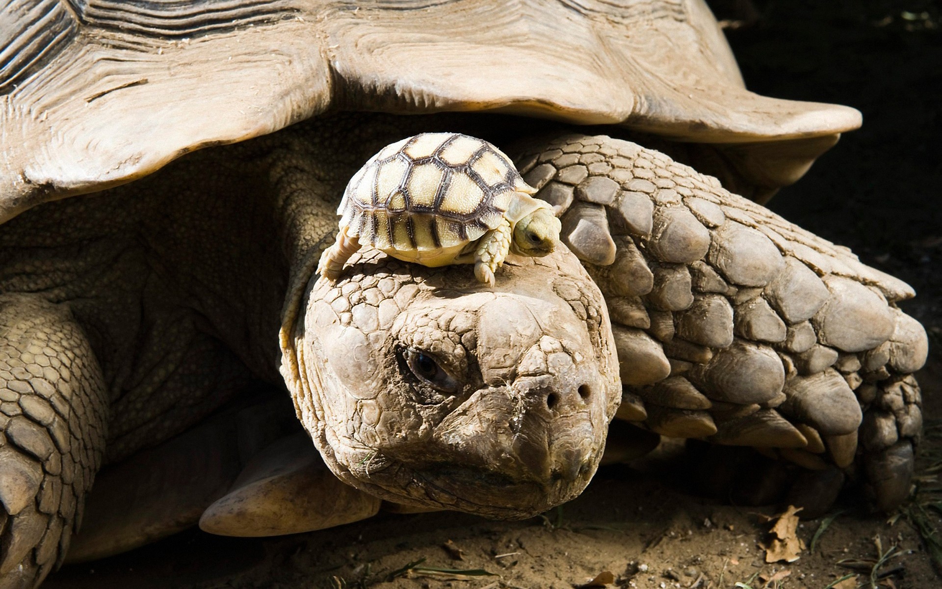 animal, tortoise, turtles