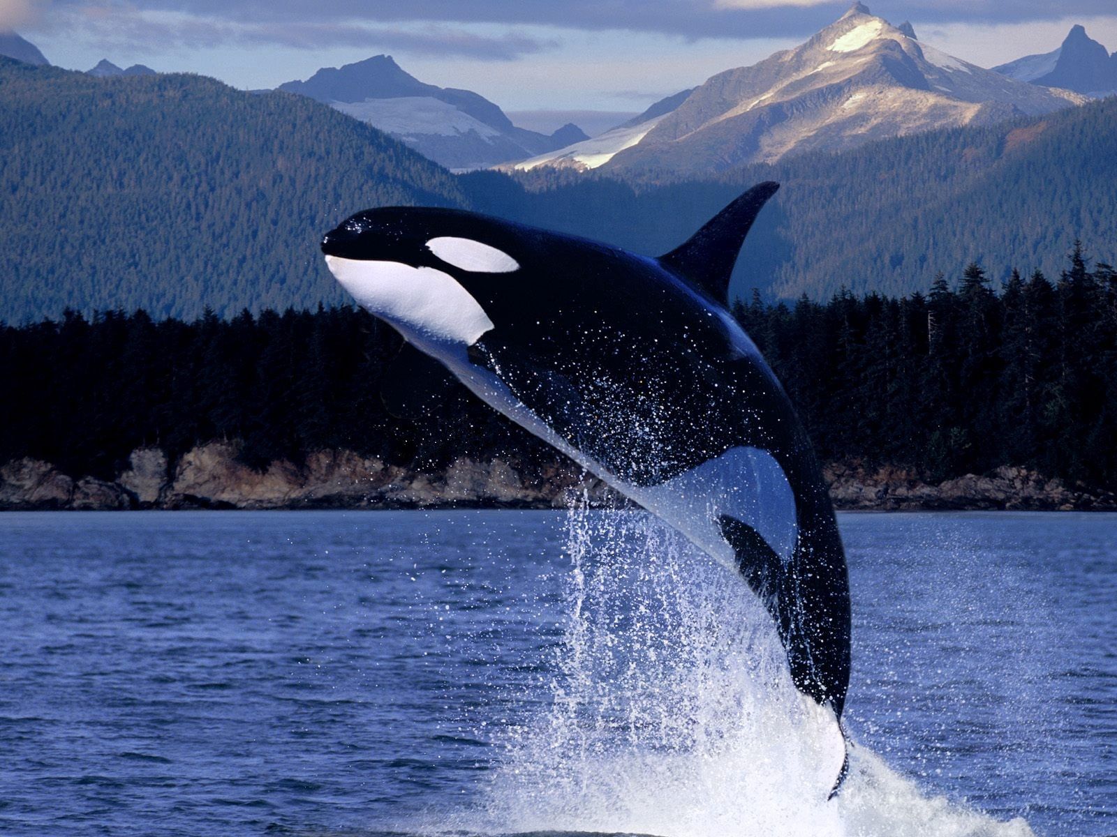 128054 скачать обои дельфин, животные, горы, море, брызги, прыжок - заставки и картинки бесплатно