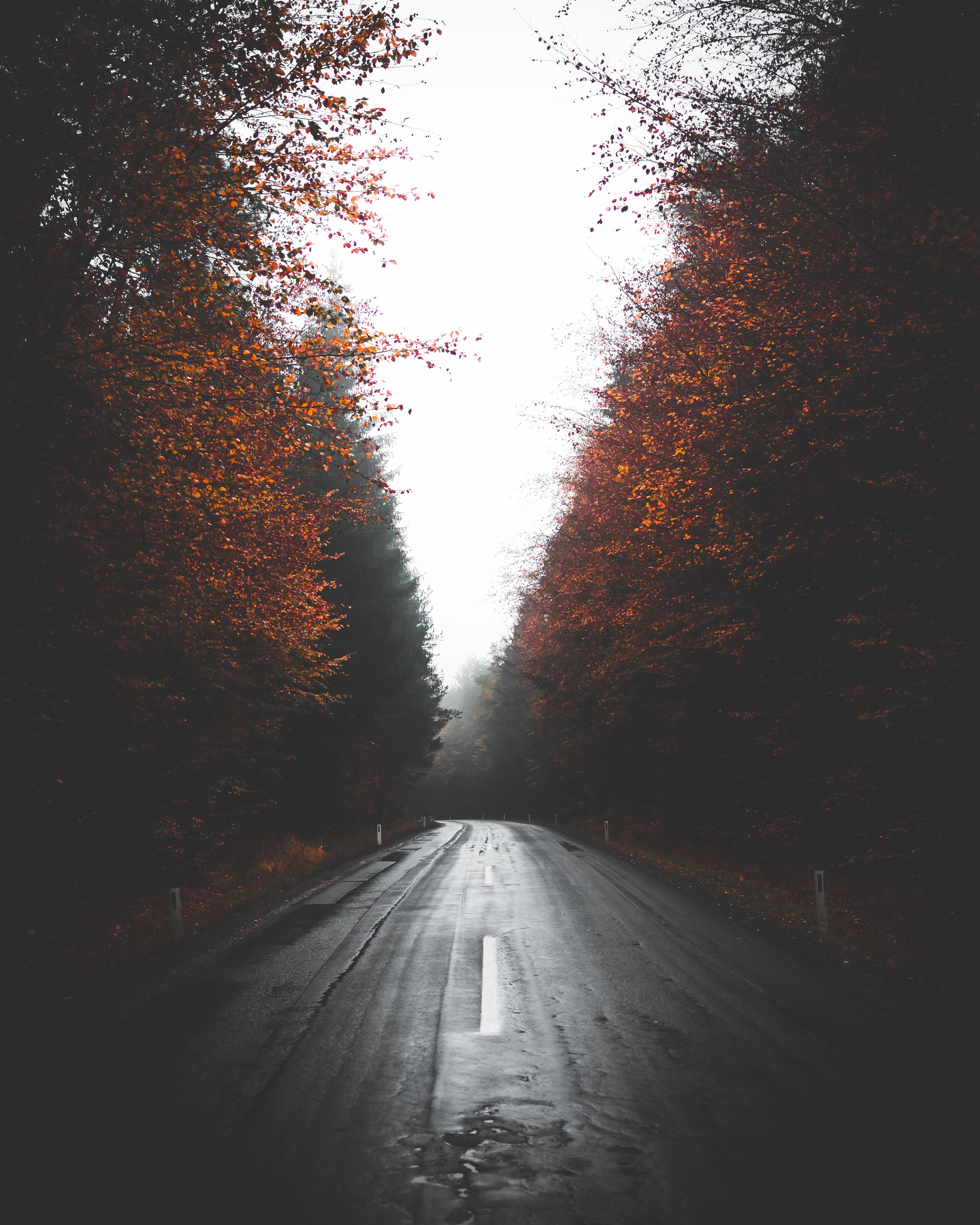 asphalt, autumn, trees, turn, nature, road, fog High Definition image