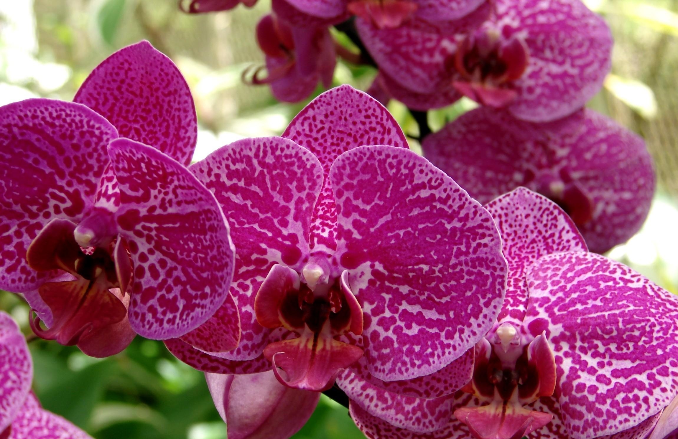 132225 Bildschirmschoner und Hintergrundbilder Orchidee auf Ihrem Telefon. Laden Sie nahansicht, blumen, orchid, gefleckt Bilder kostenlos herunter